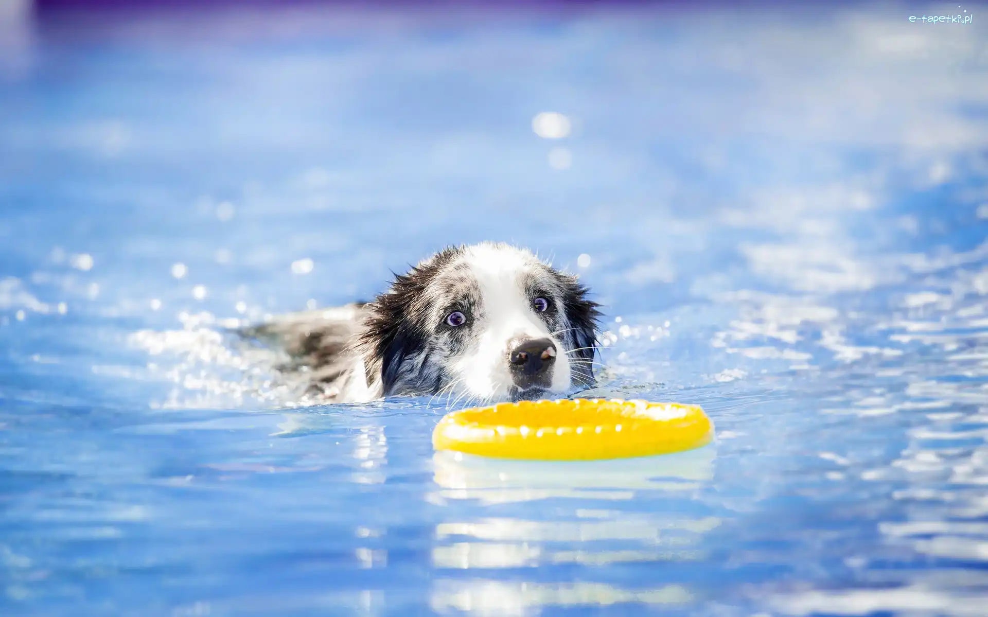 Border collie, Basen, Pływak, Sport, Ringo