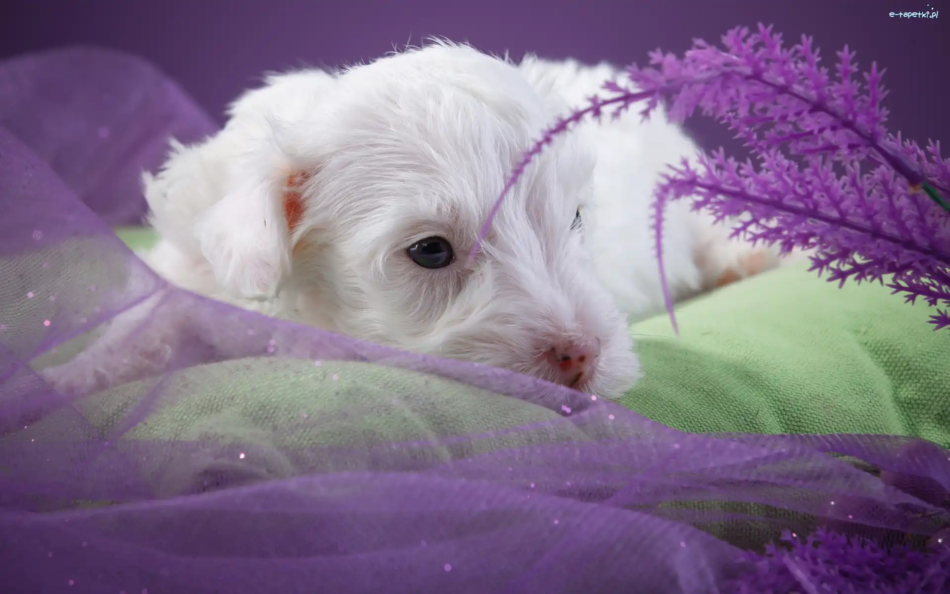 Mały, Szczeniaczek, Biały, Sealyham Terrier, Pies