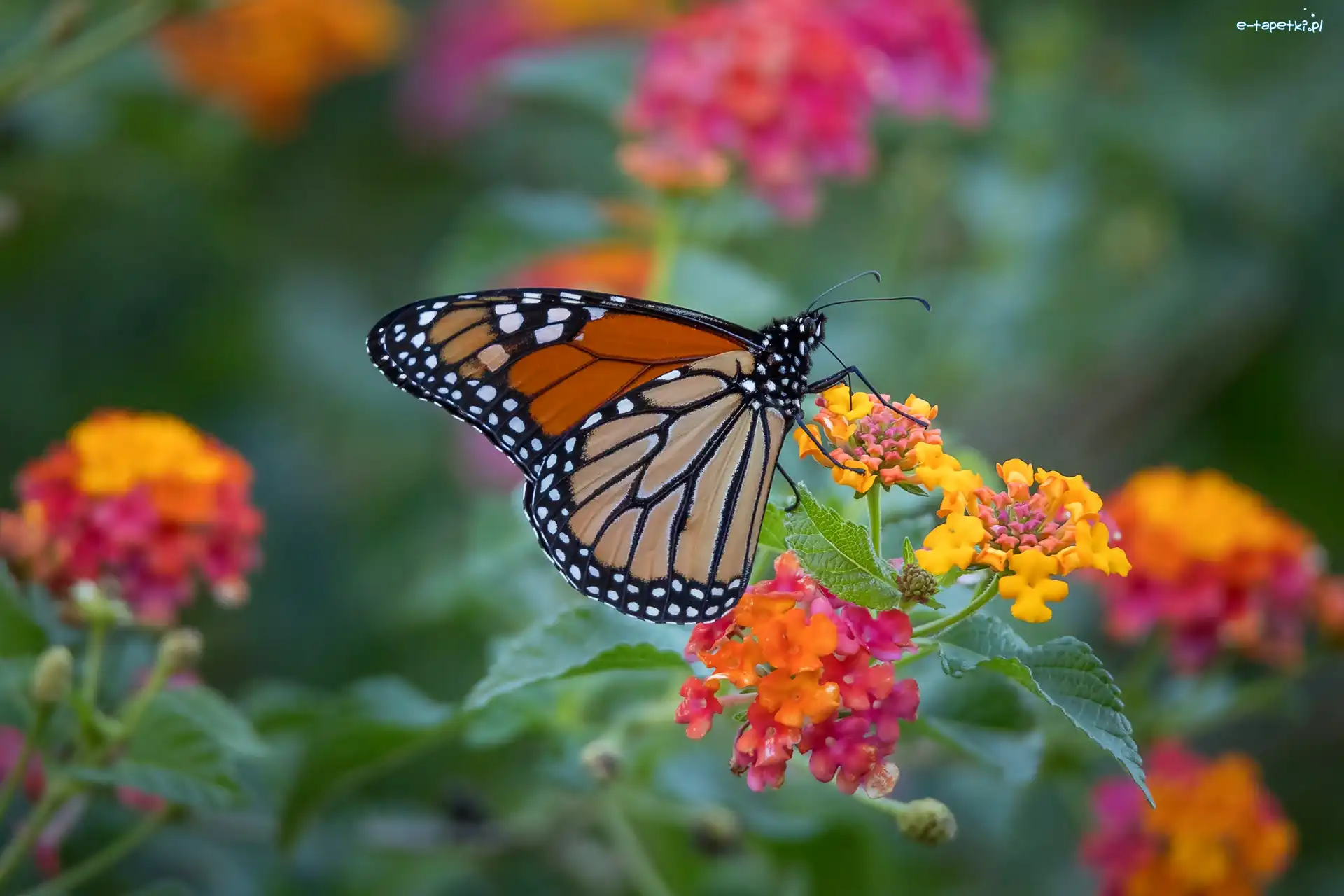 Kwiaty, Motyl monarcha