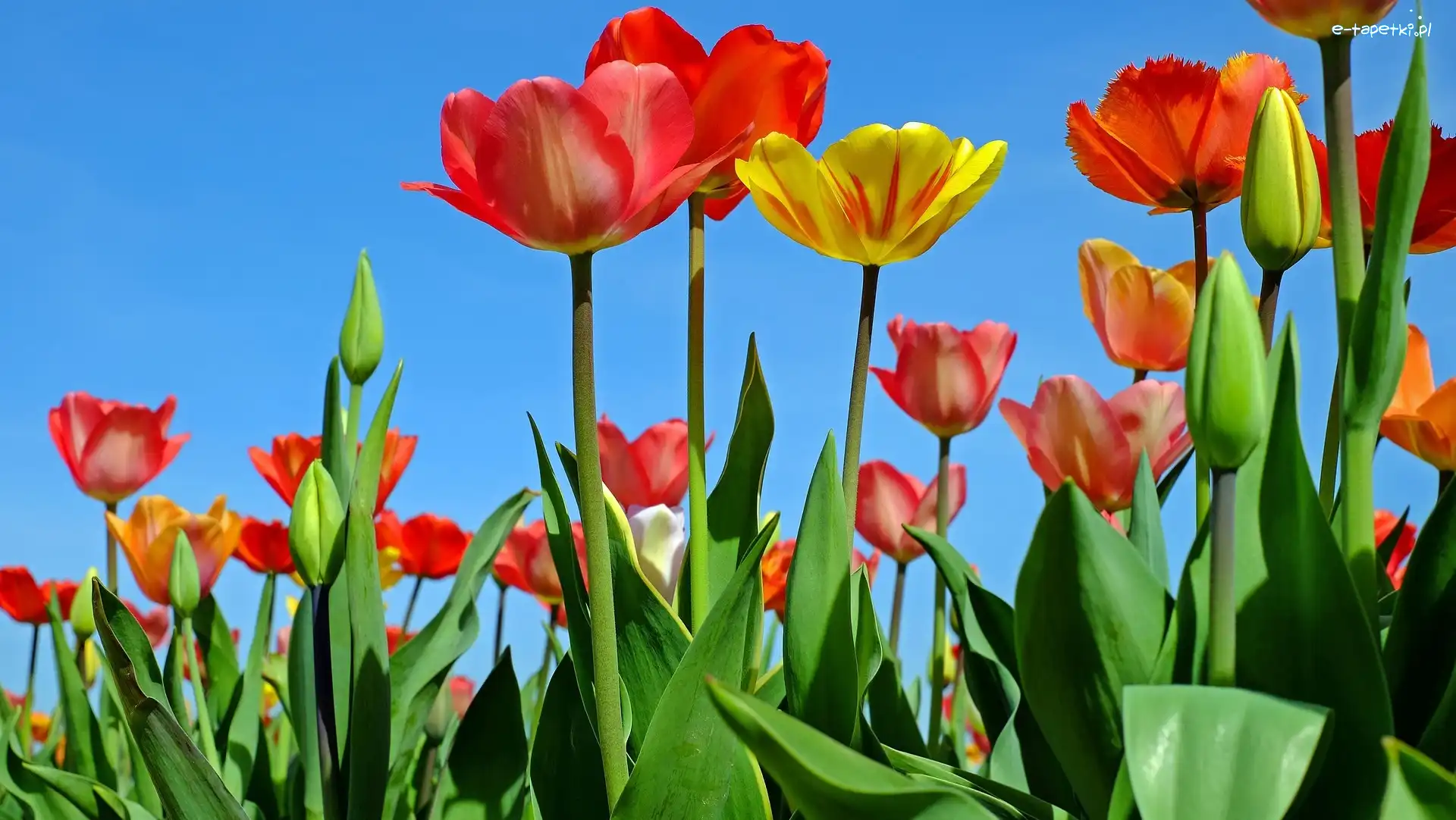 Tulipany, Żółty, Czerwone