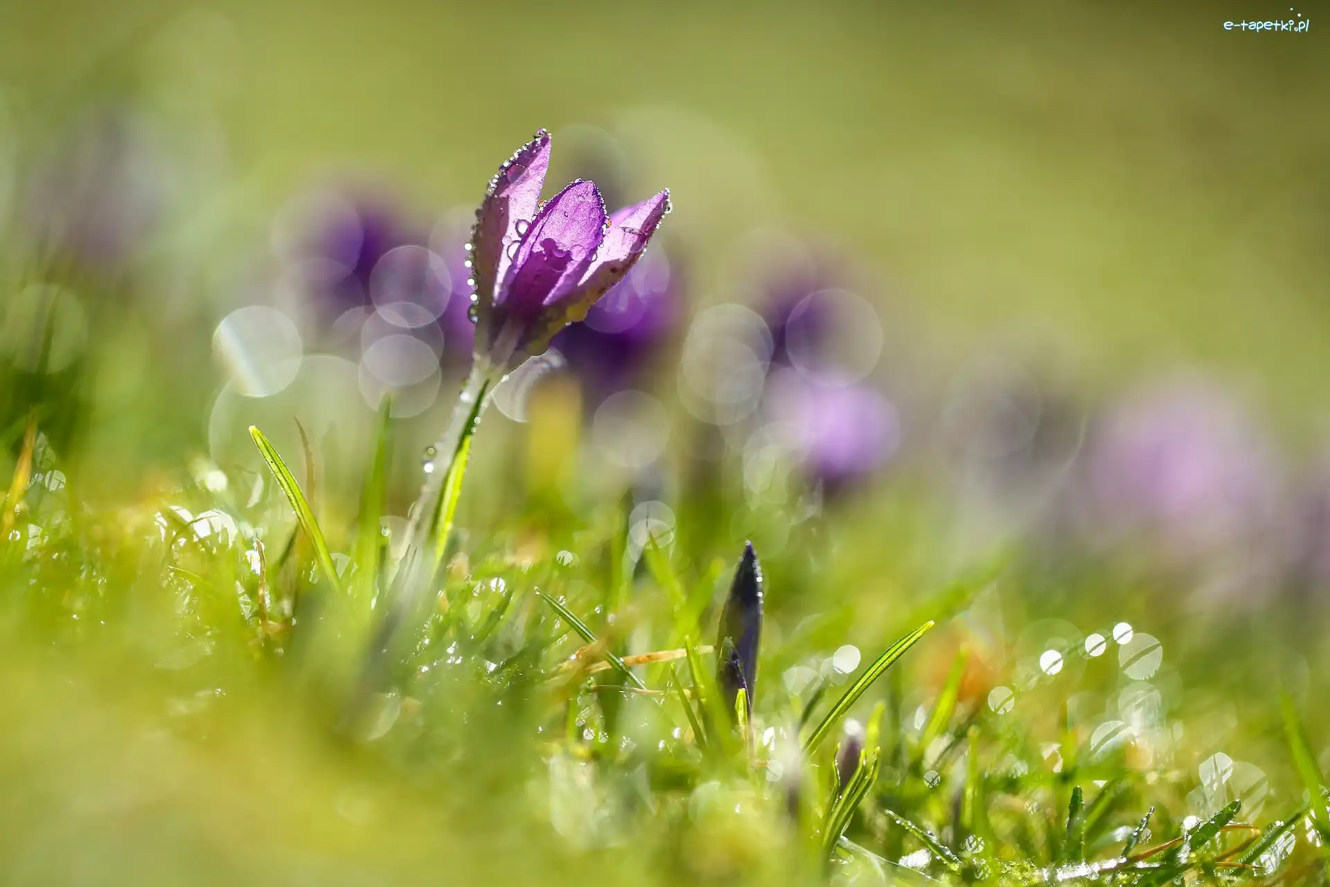 Łąka, Trawa, Krokus, Zbliżenie, Rosa