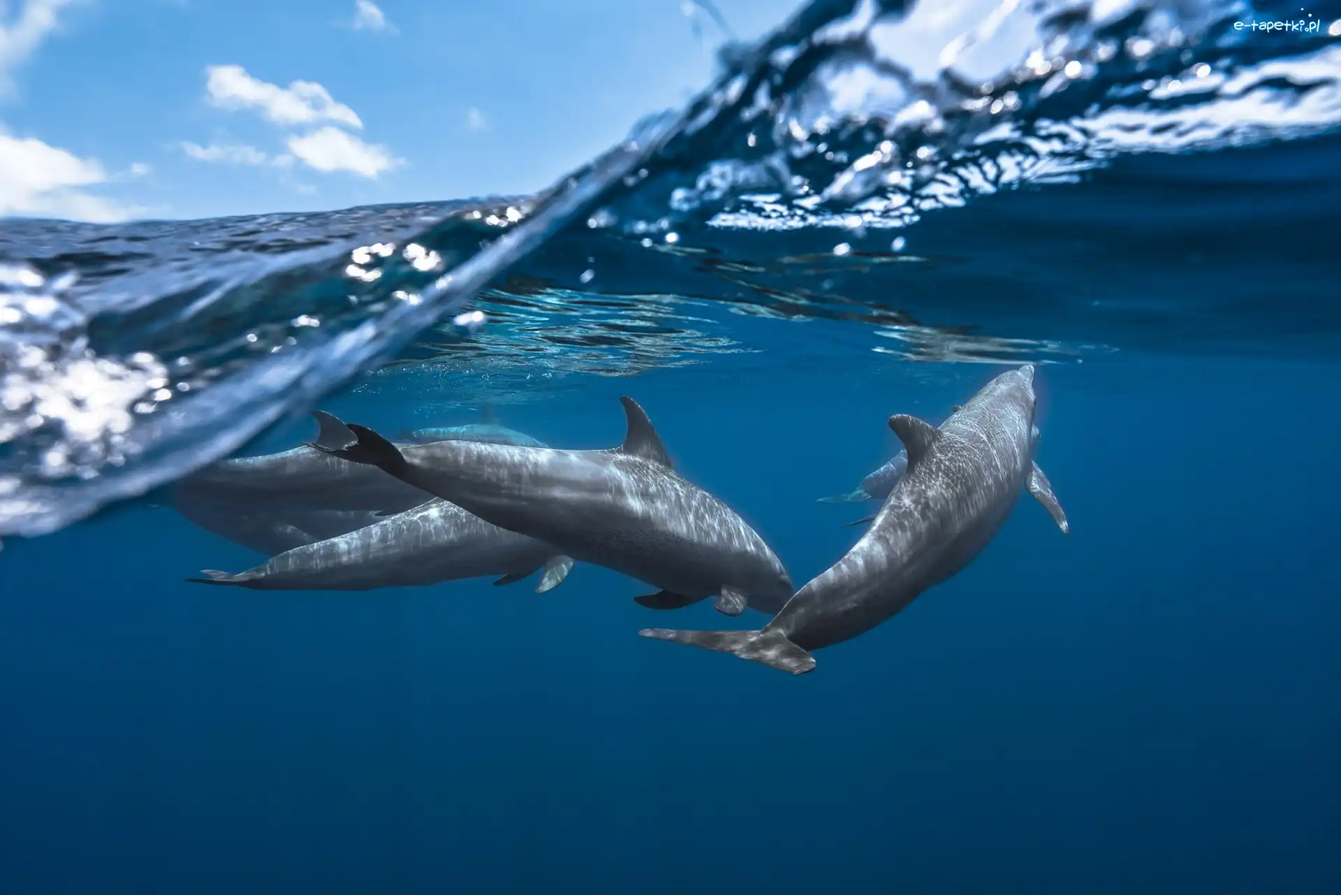 Niebo, Ocean, Delfiny