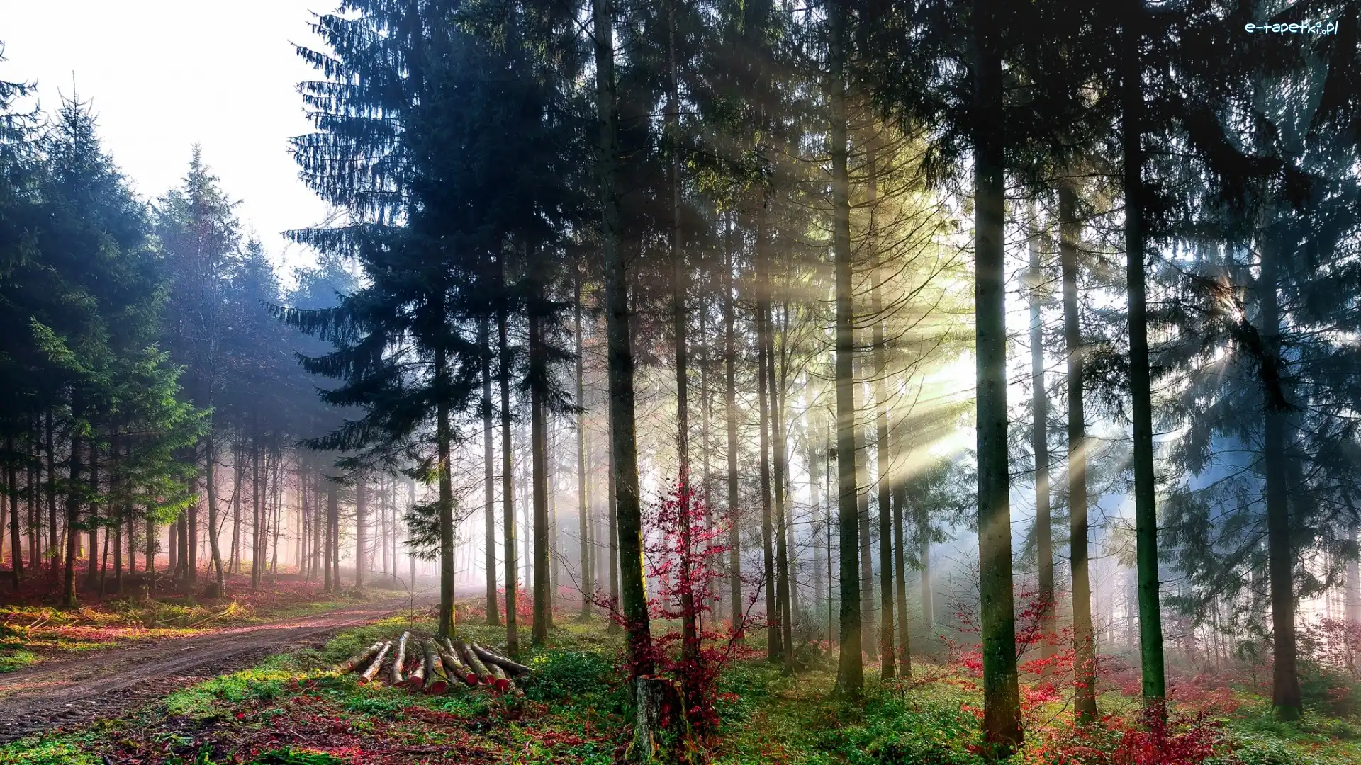 Drzewa, Droga, Przebijające Światło, Las
