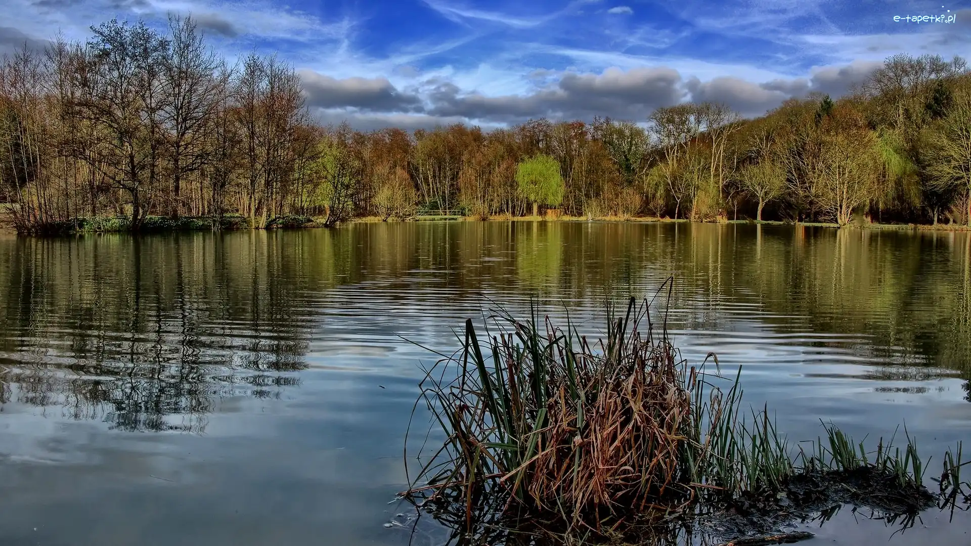 Dagneux, Drzewa, Jezioro Lac Neyton, Francja