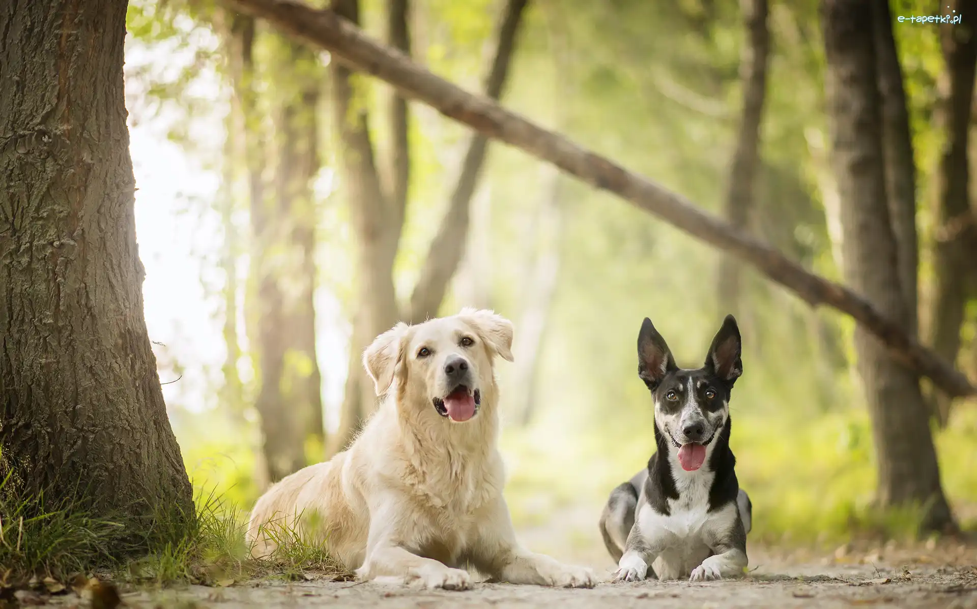 Australian cattle dog, Drzewa, Las, Golden retriever