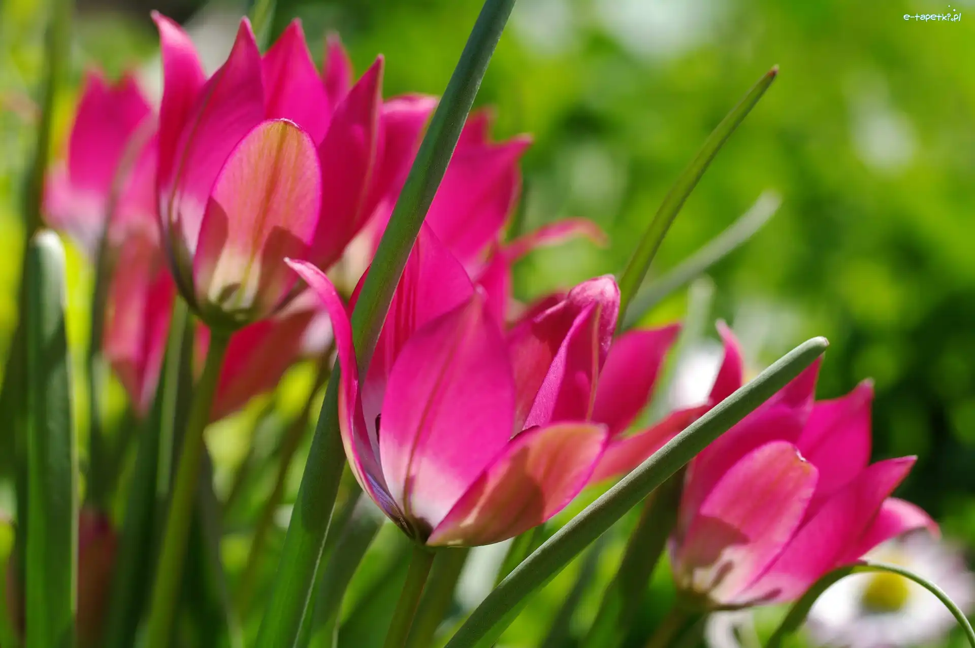 Wiosna, Różowe, Tulipany