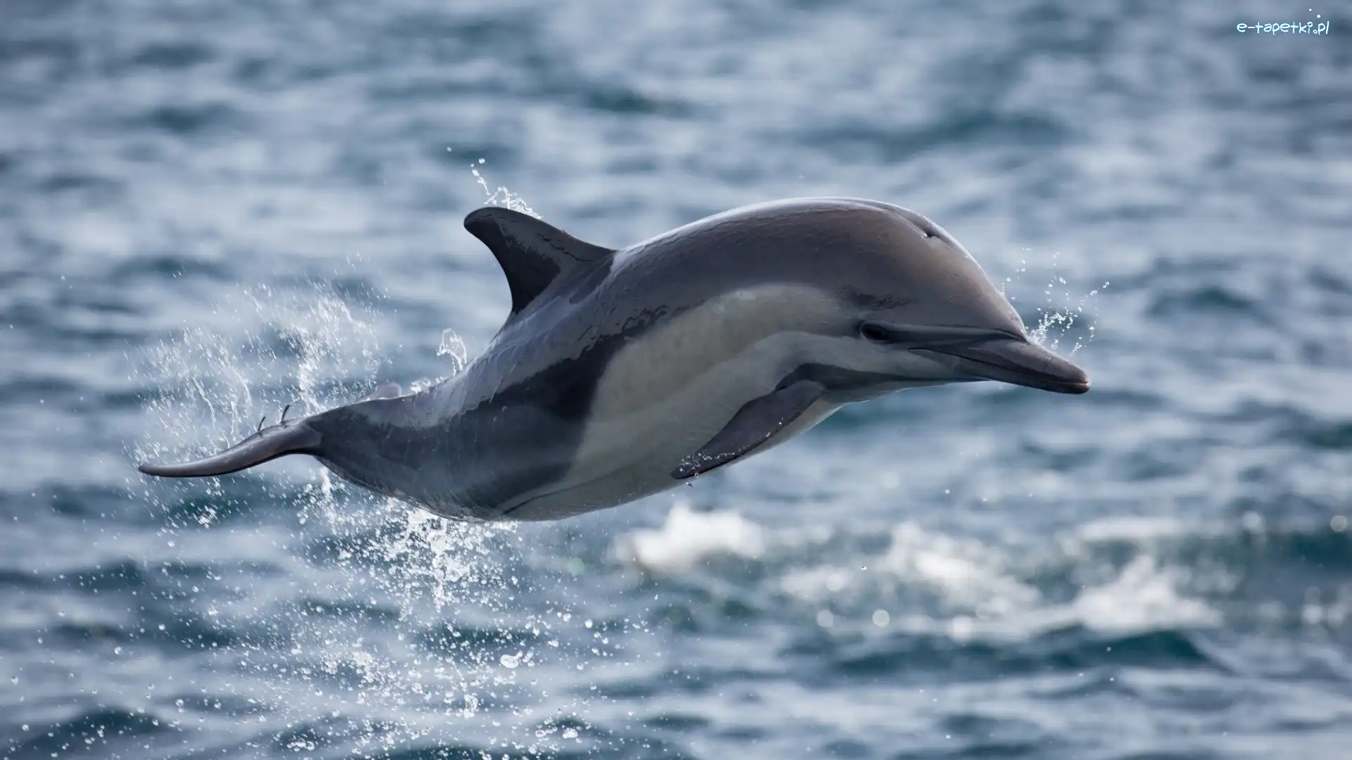 Delfin, Skaczący
