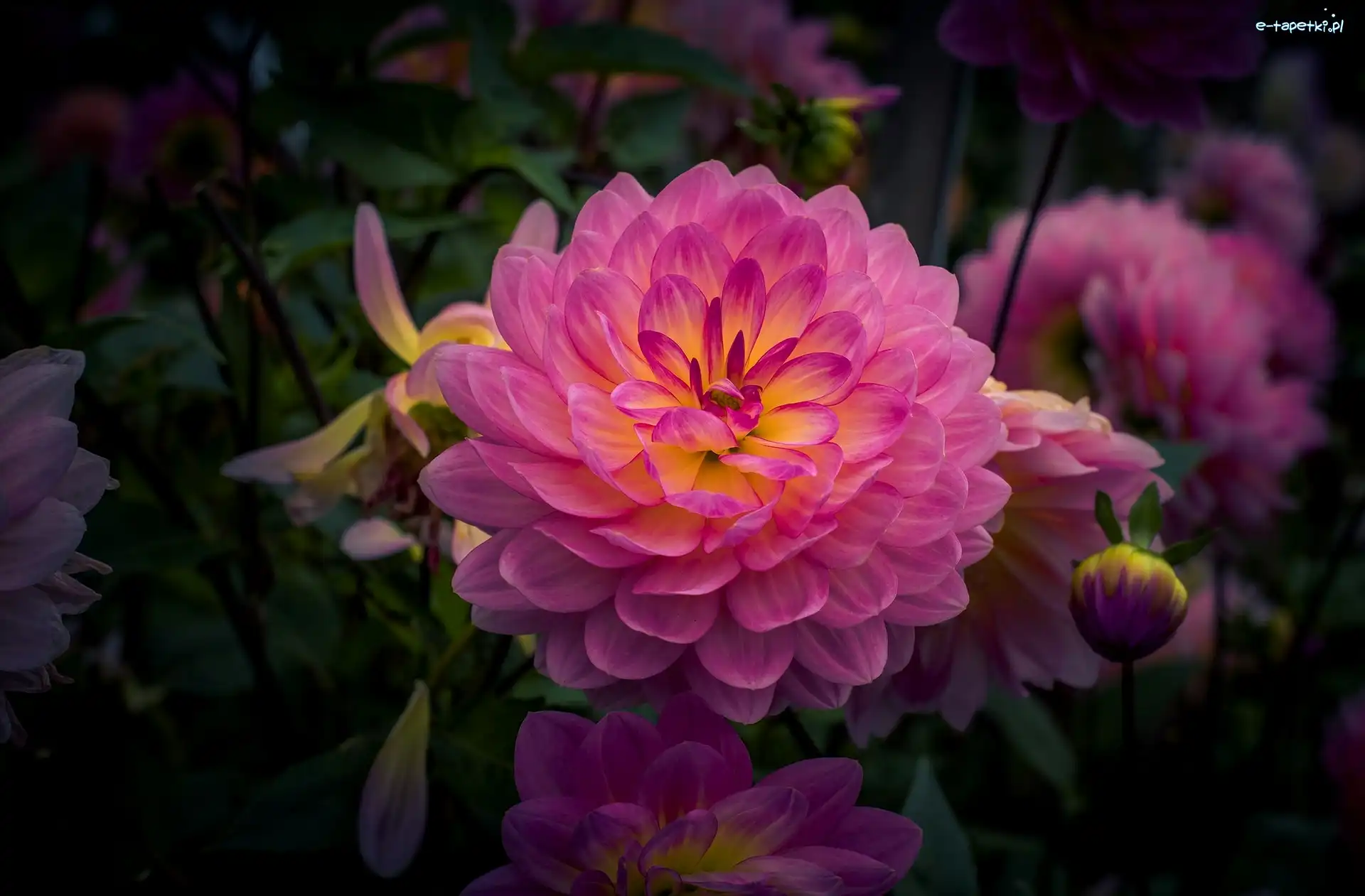 Dalia, Kwiaty