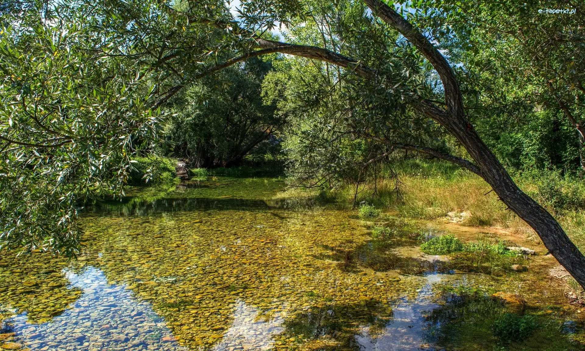 Drzewo, Drzewa, Pochylone, Kamienie, Rzeka Cetina, Chorwacja