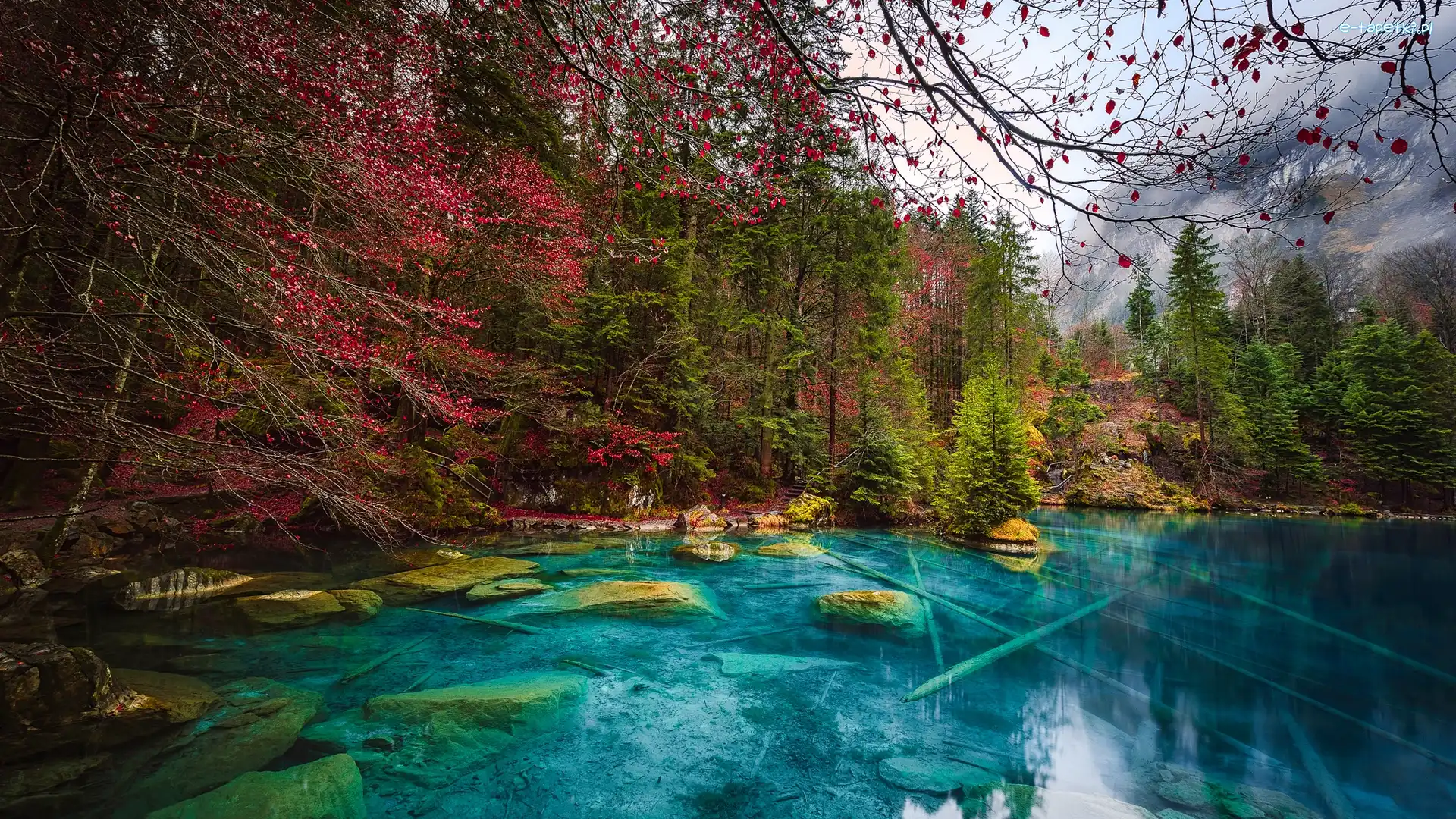Drzewa, Jezioro Blausee, Kamienie, Kanton Berno, Szwajcaria, Las, Jesień