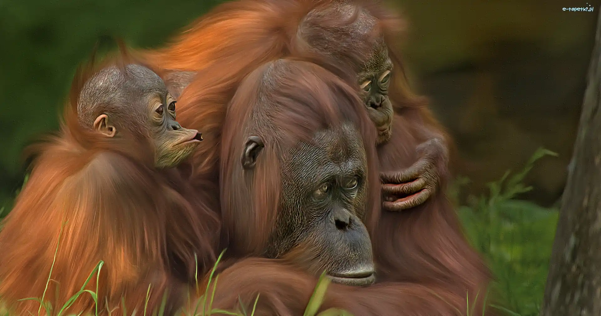 Orangutan, Małpy