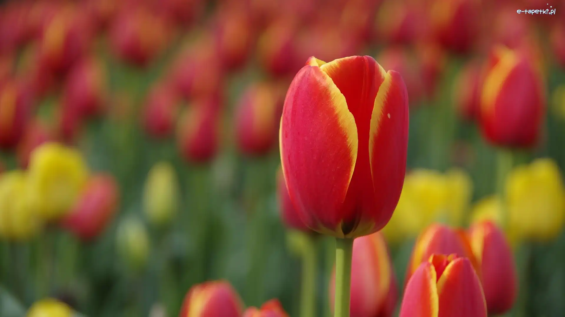 Rozmyte tło, Tulipany