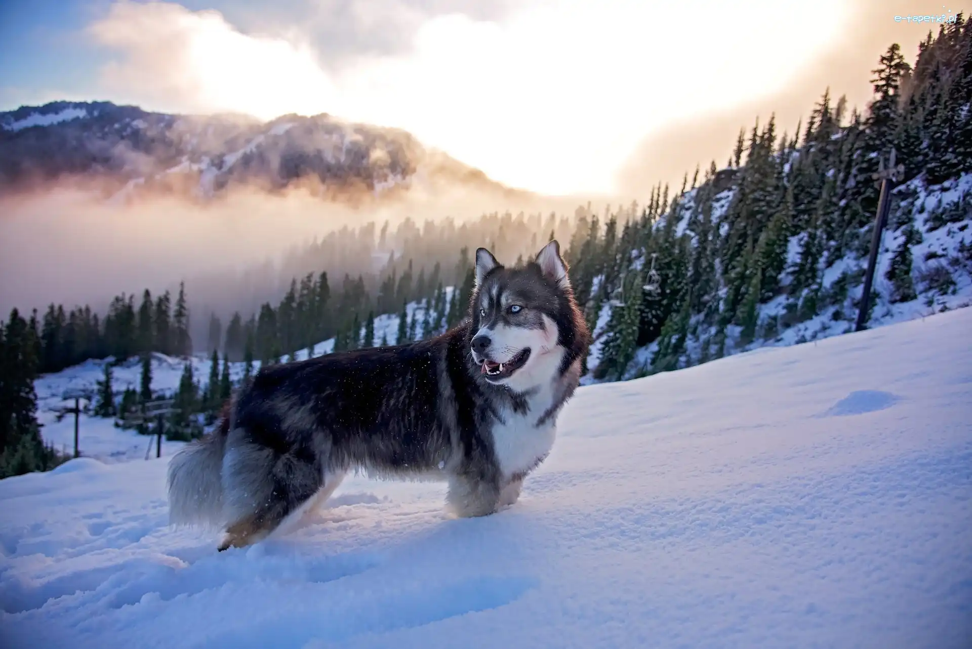 Mgła, Zima, Góry, Las, Siberian Husky, Pies