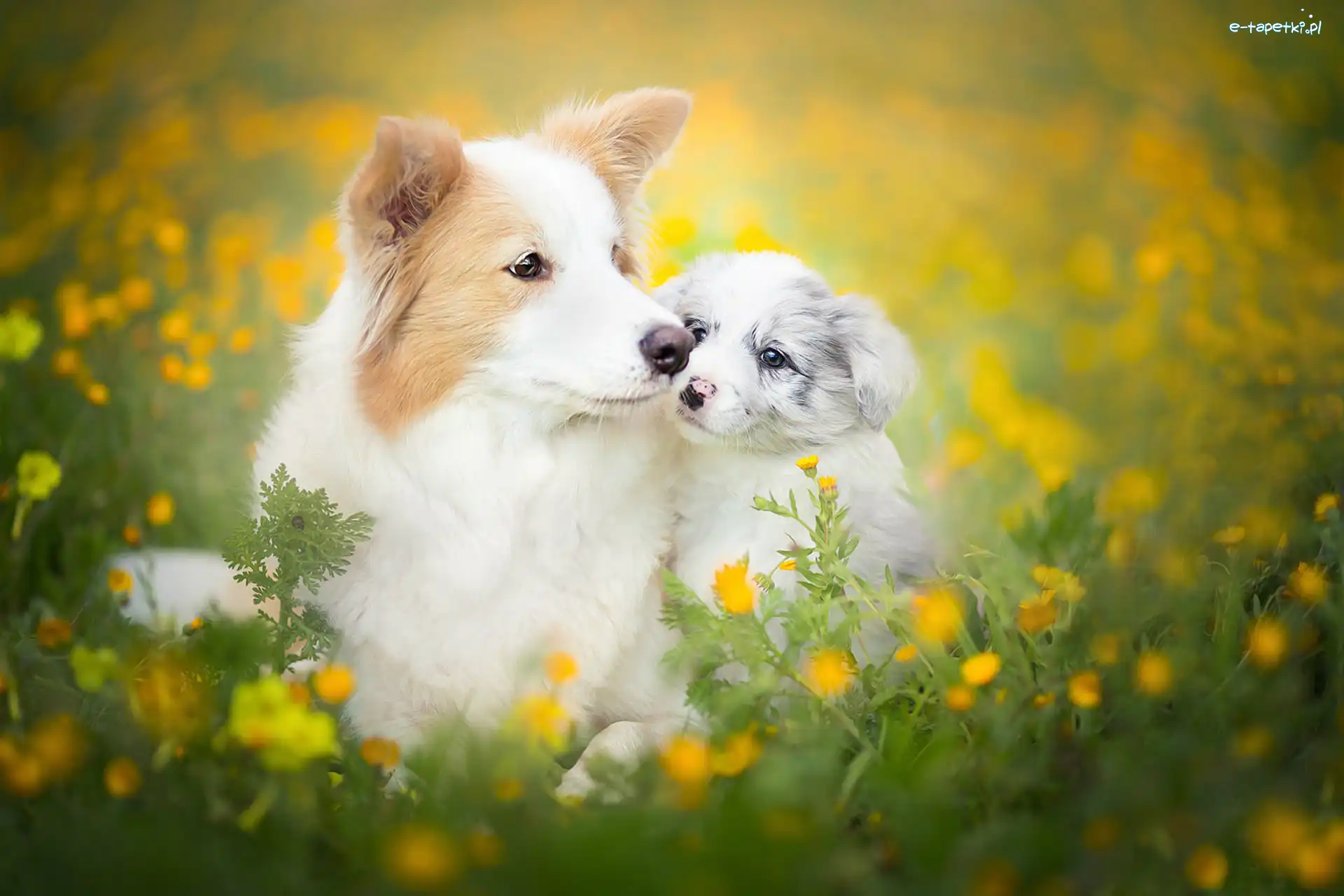 Psy, Wiosna, Border collie, Kwiaty, Łąka
