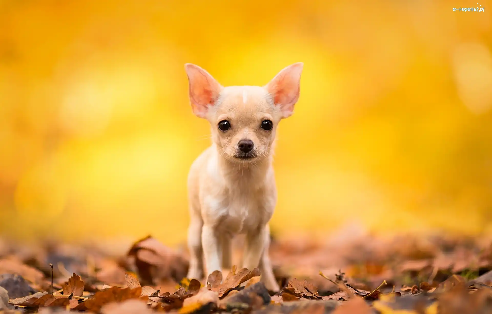 Chihuahua krótkowłosa, Biszkoptowy, Pies
