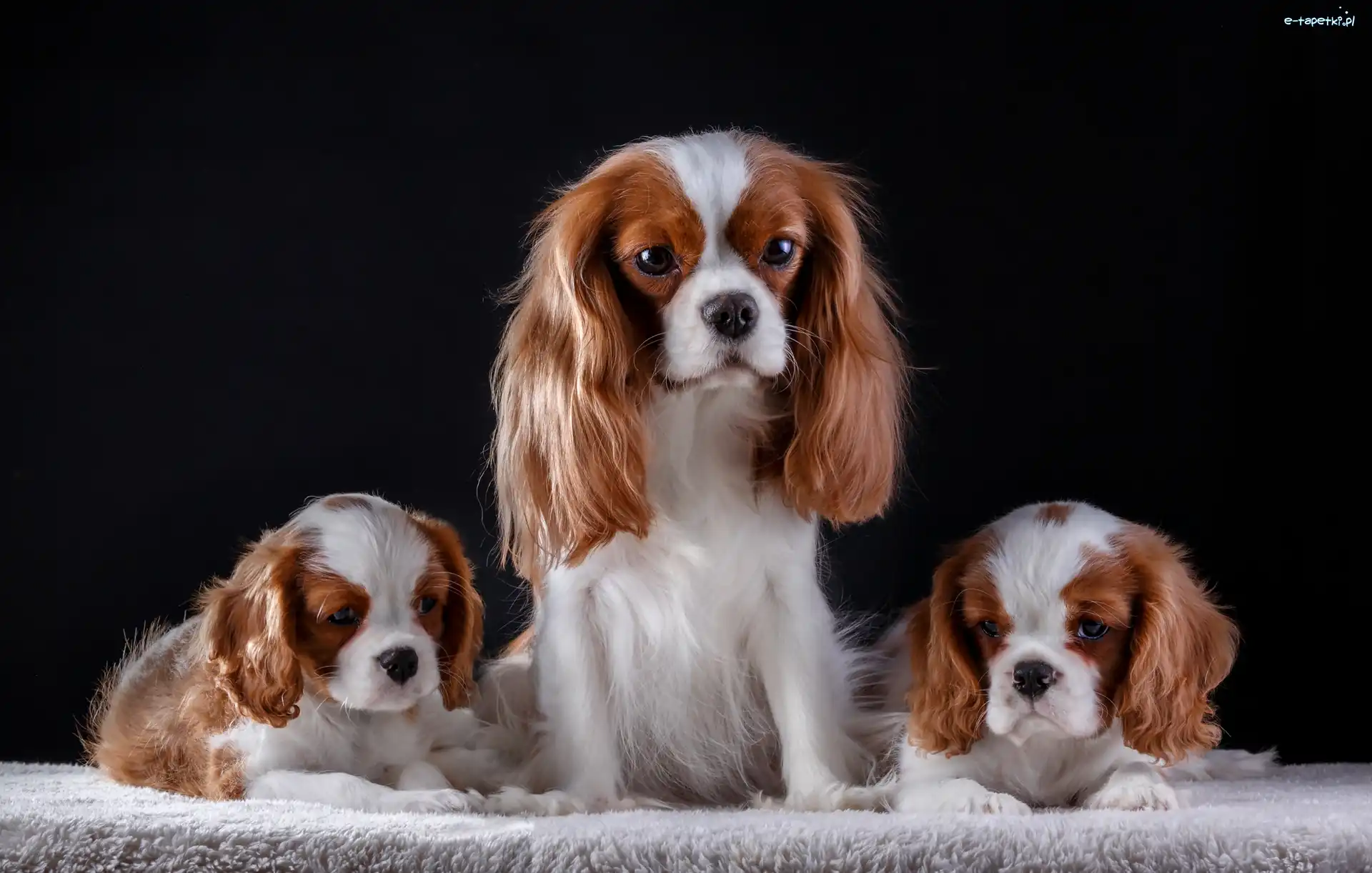 Rodzina, Cavalier king charles spaniel, Szczeniaki