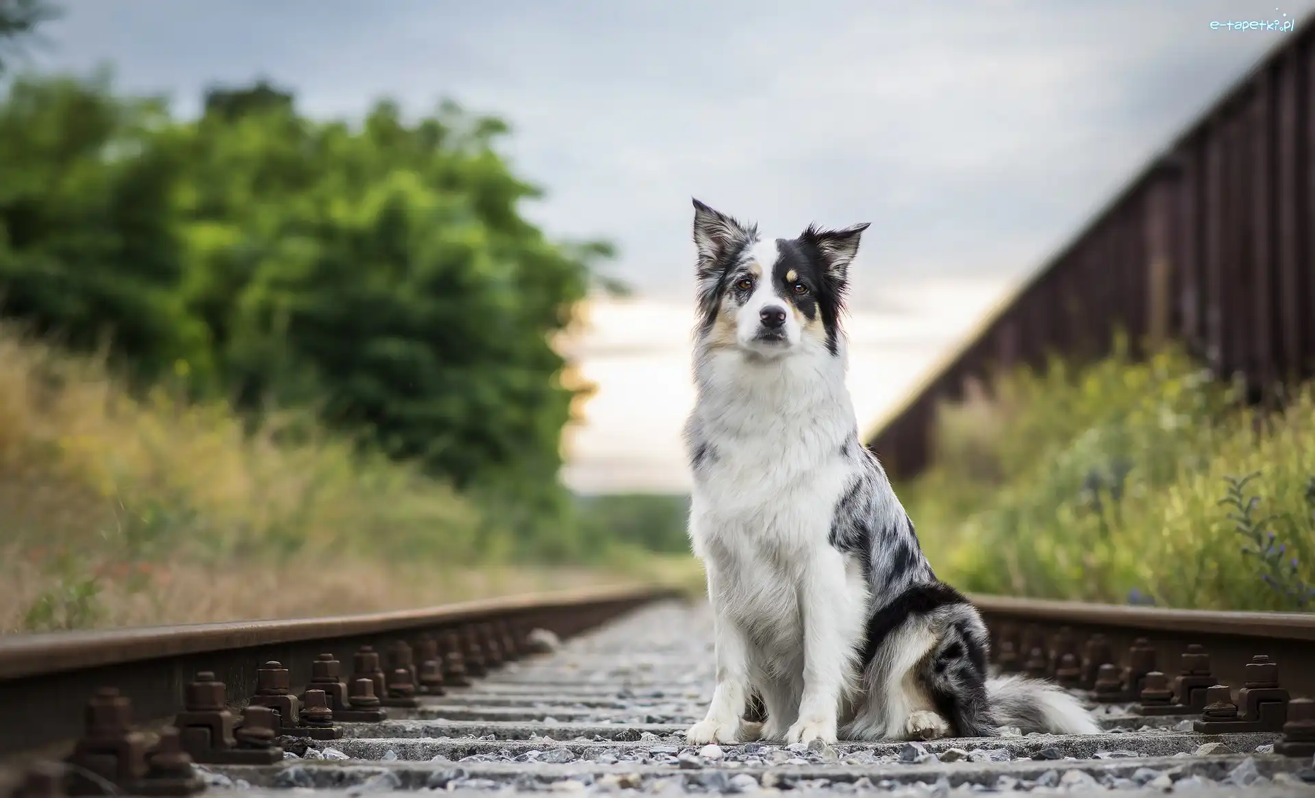 Border collie, Kolejowe, Tory, Siedzący