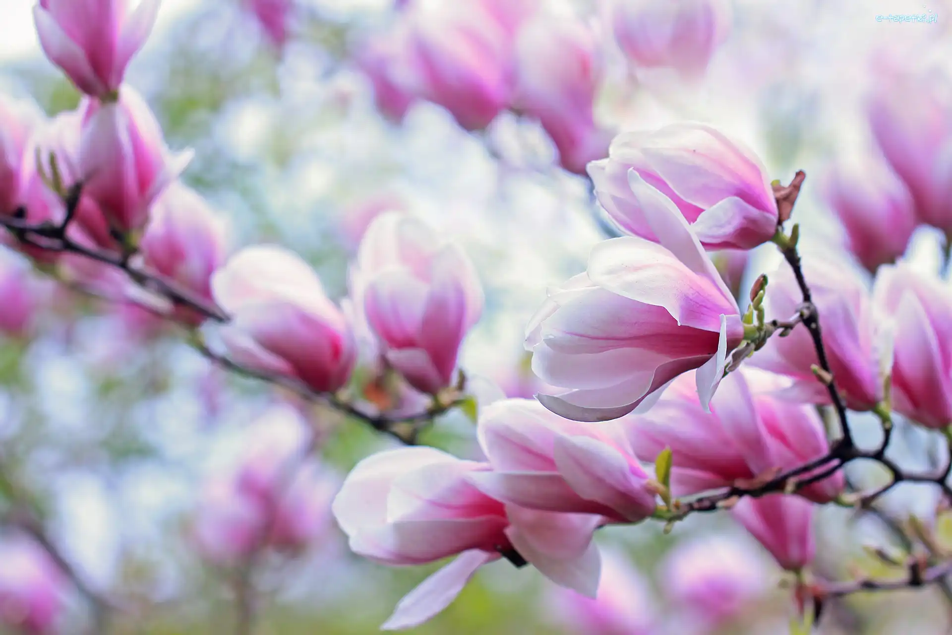 Kwiaty, Magnolia, Różowa