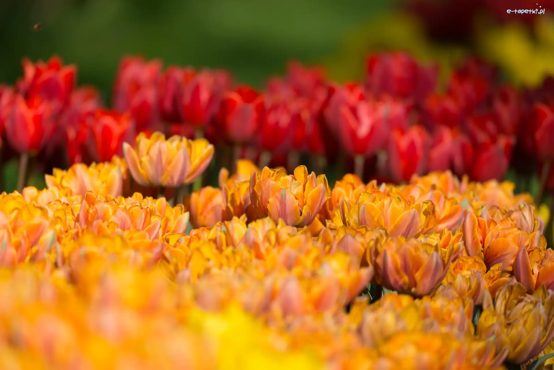 Tulipany pełne, Pomarańczowe