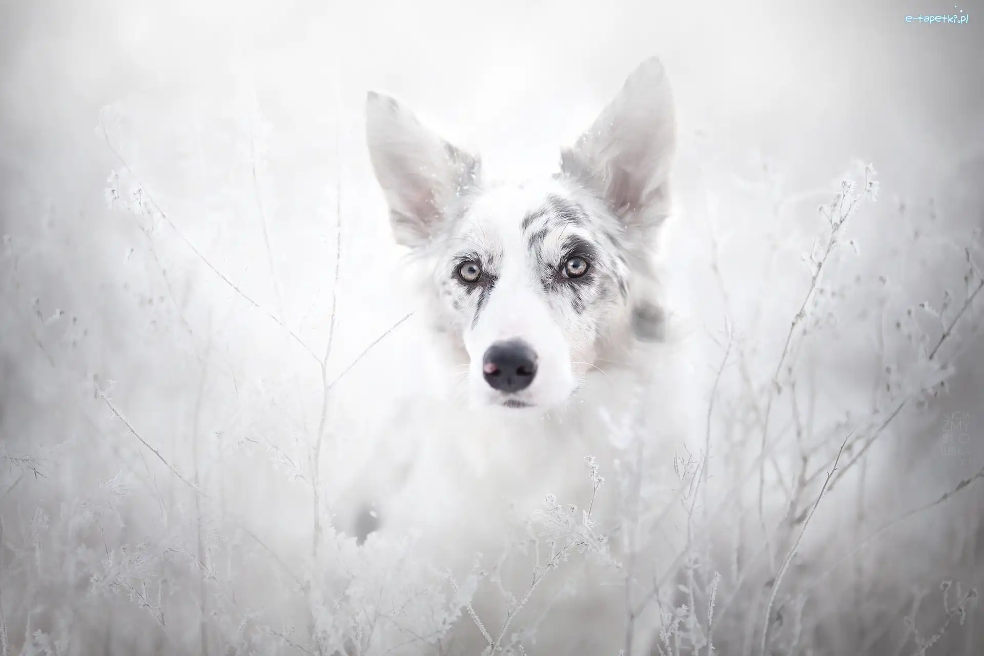 Szadź, Trawy, Rośliny, Border collie