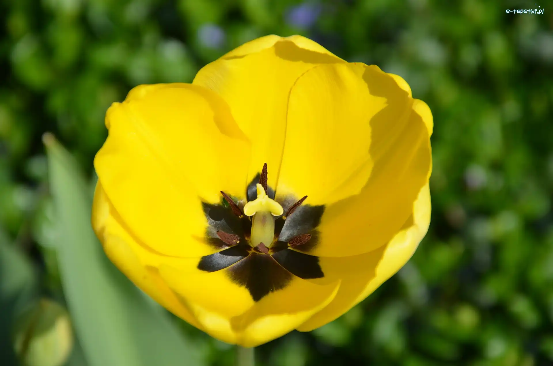 Tulipan, Żółty, Rozwinięty