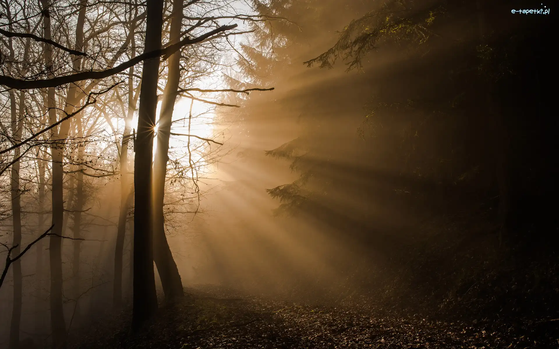Niemcy, Las, Park Narodowy Eifel, Przebijające Światło, Drzewa
