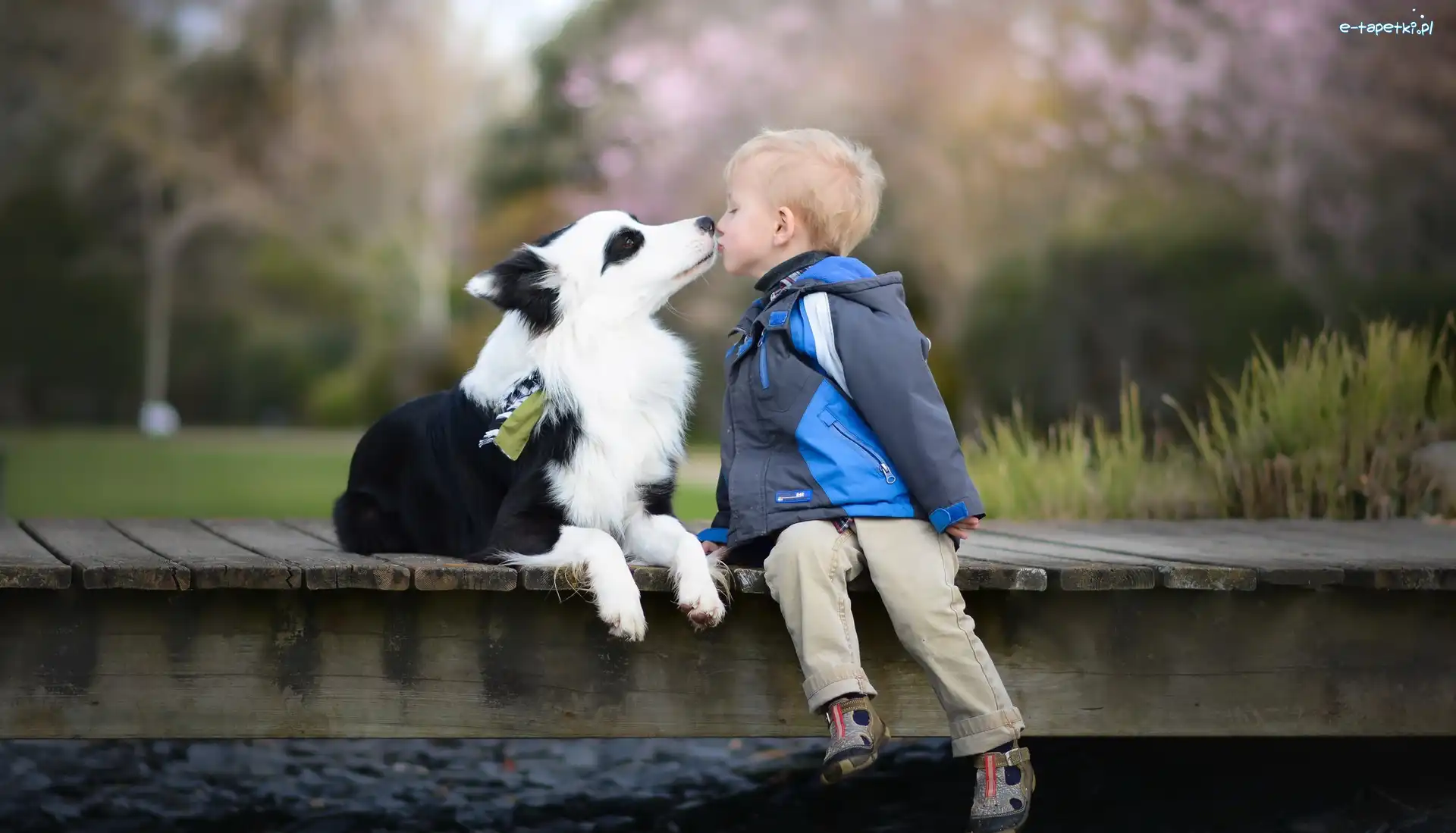 Dziecko, Kładka, Buziak, Border collie