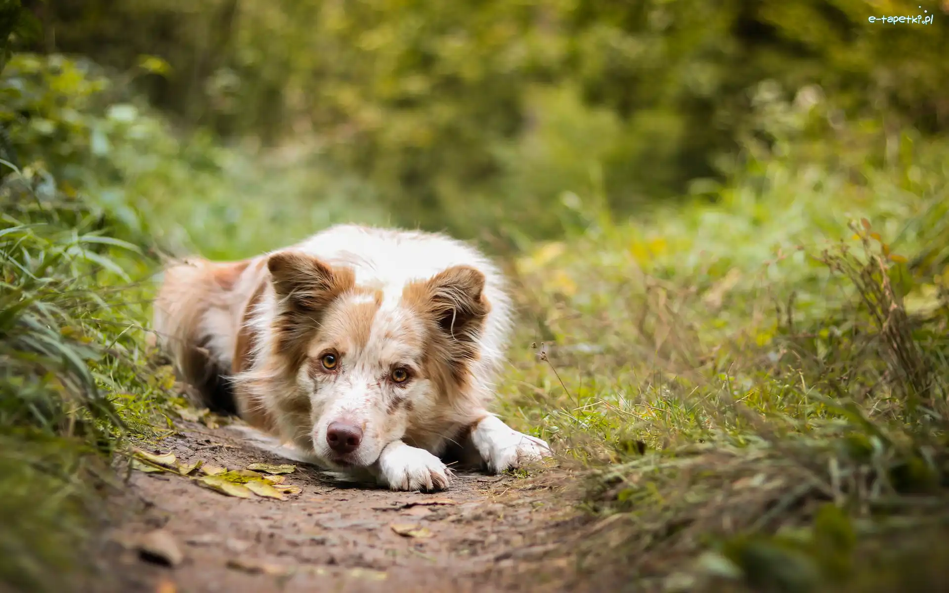 Ścieżka, Rośliny, Trawa, Border collie