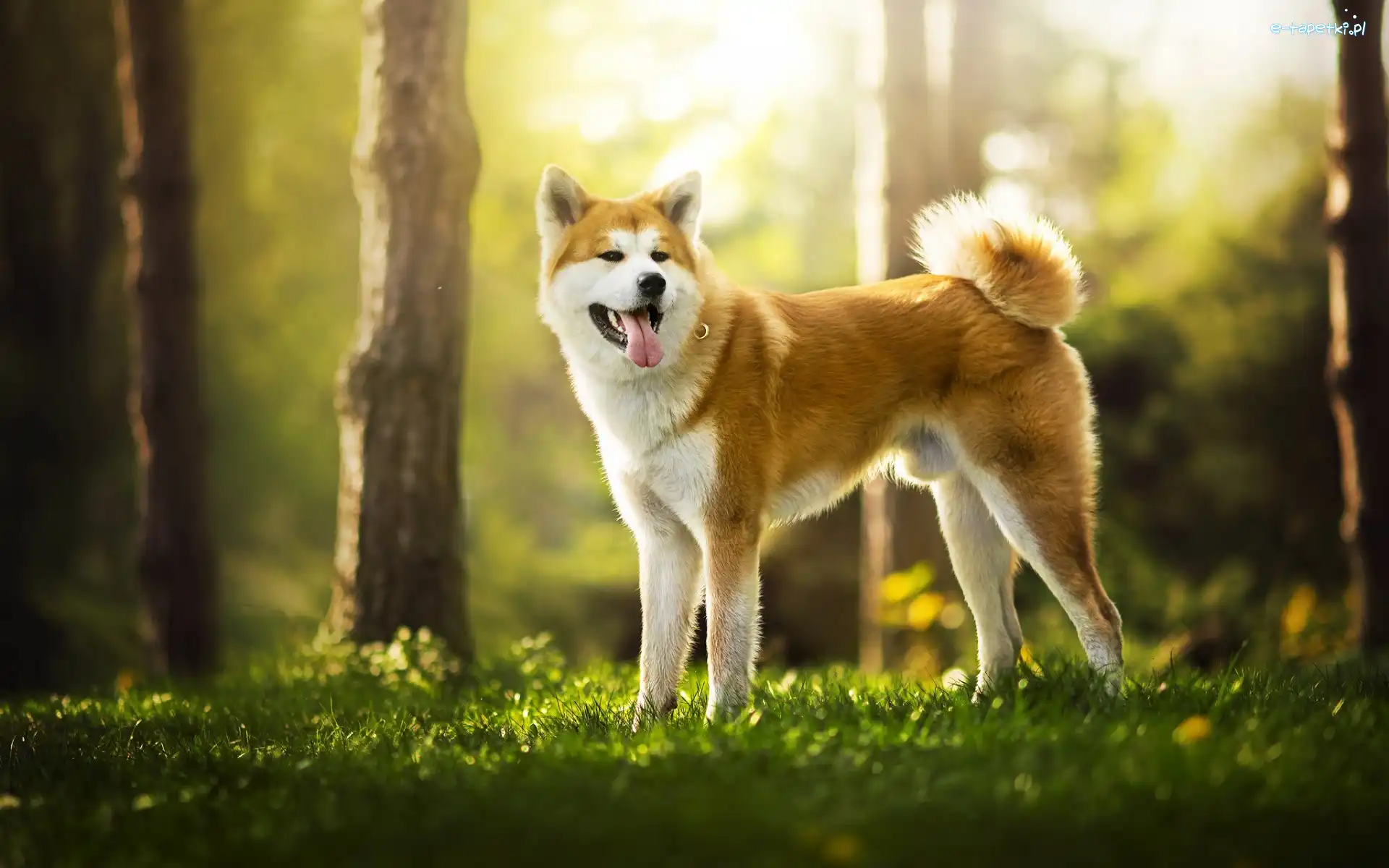 Las, Akita inu
