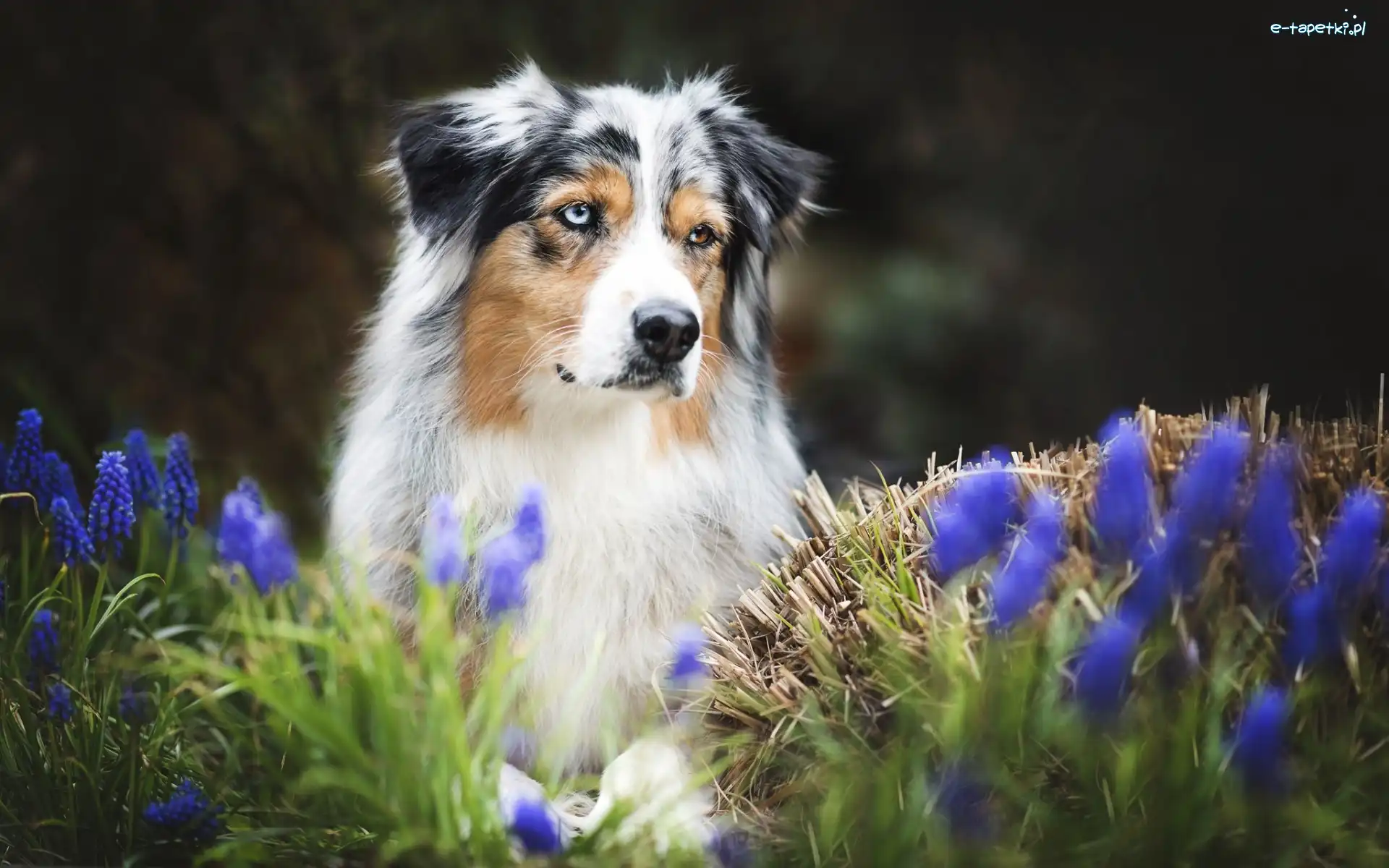 Szafirki, Australian shepherd, Owczarek australijski