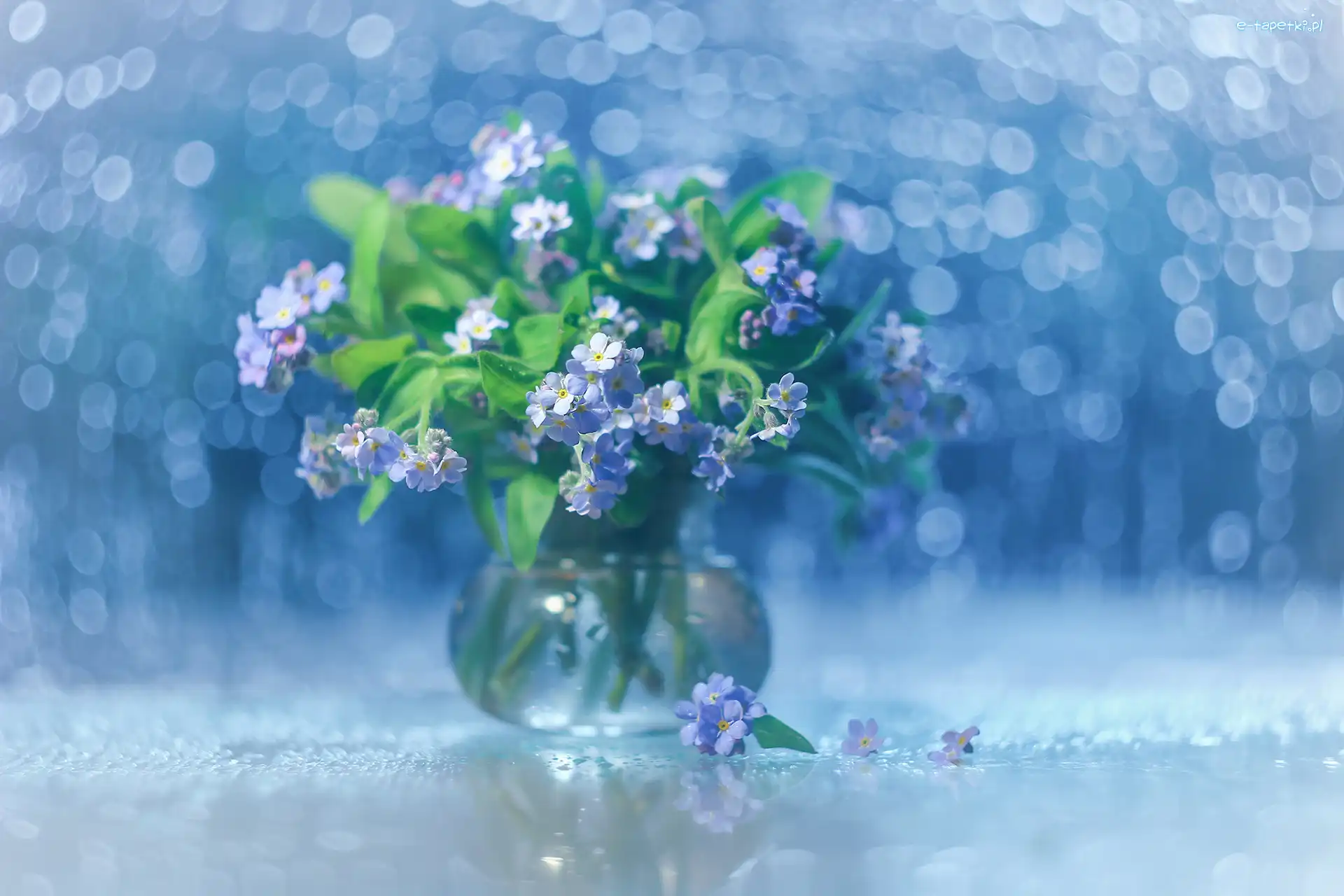 Dekoracja, Kwiaty, Niebieskie, Bokeh, Niezapominajki