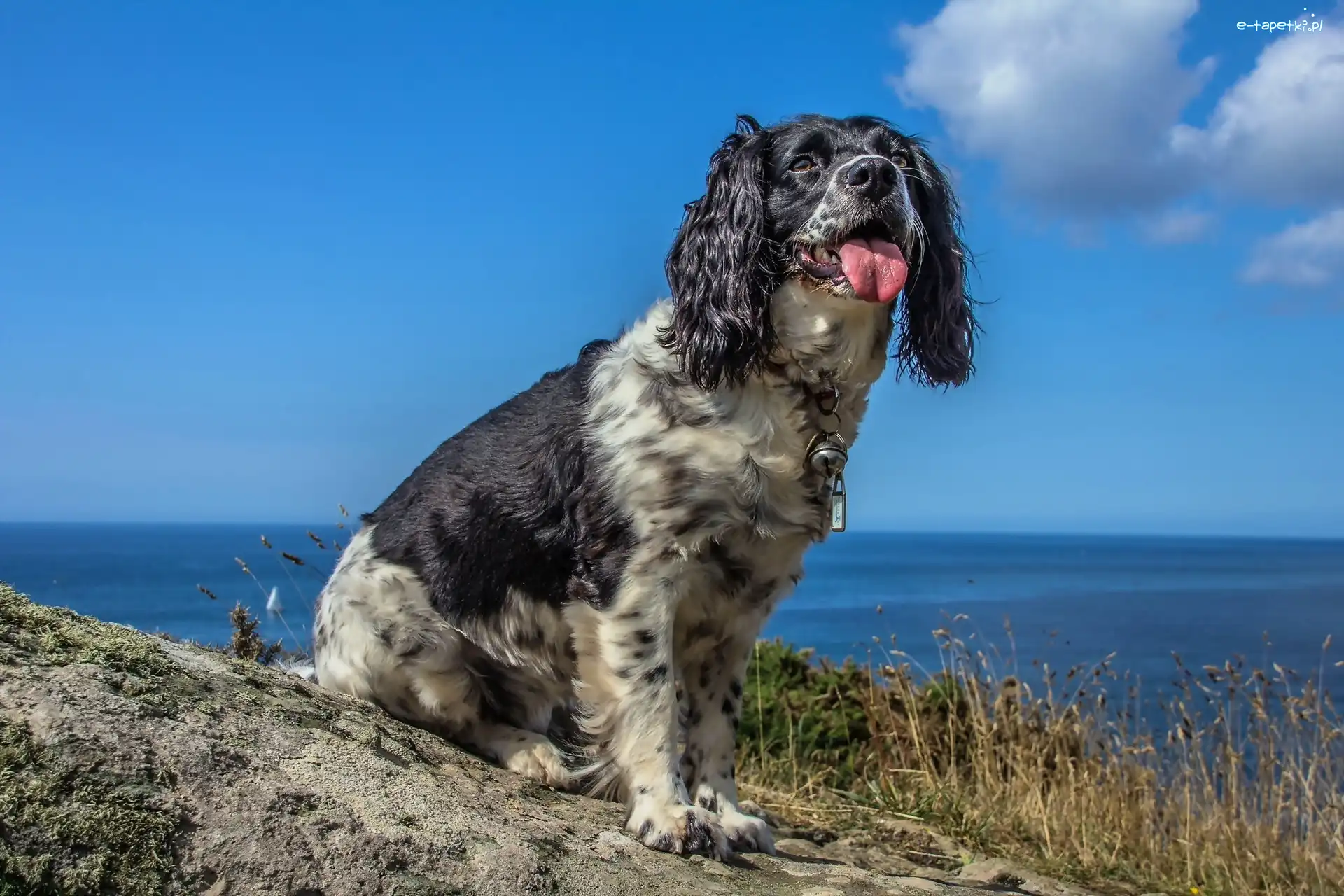 Springer spaniel angielski, Wybrzeże
