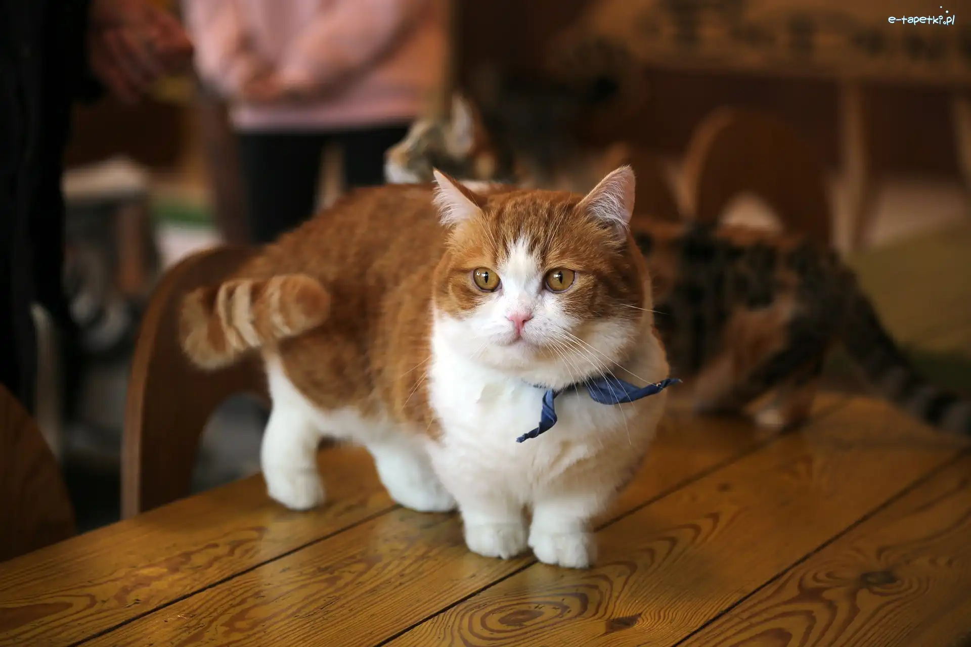 Munchkin, Kot