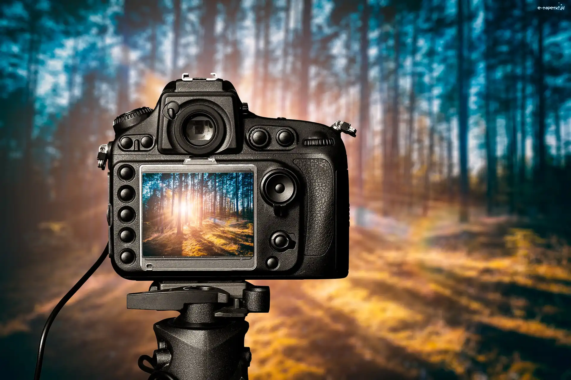 Wschód słońca, Zdjęcie, Aparat fotograficzny, Las