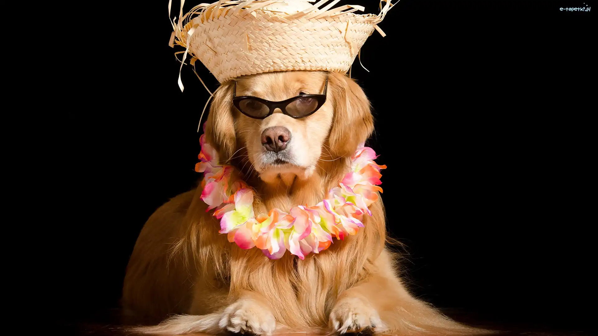 Kwiaty, Kapelusz, Okulary, Korale, Golden Retriever, Pies