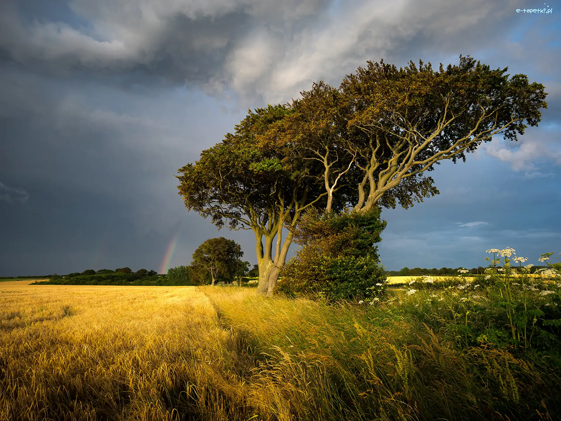 Tęcza, Wieś Thornham, Pole, Hrabstwo Norfolk, Anglia, Trawy, Drzewo