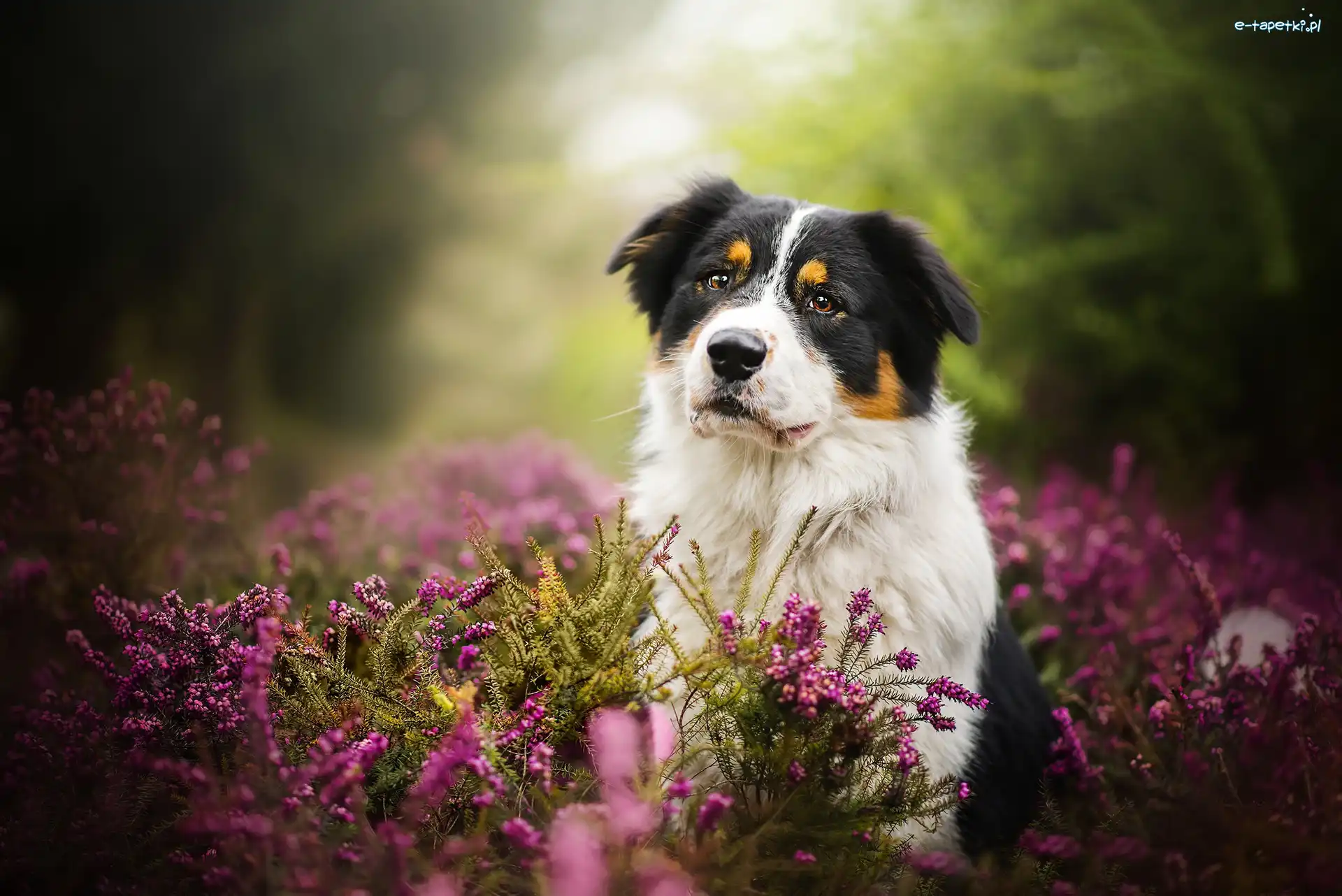 Wrzos, Australian shepherd, Owczarek australijski