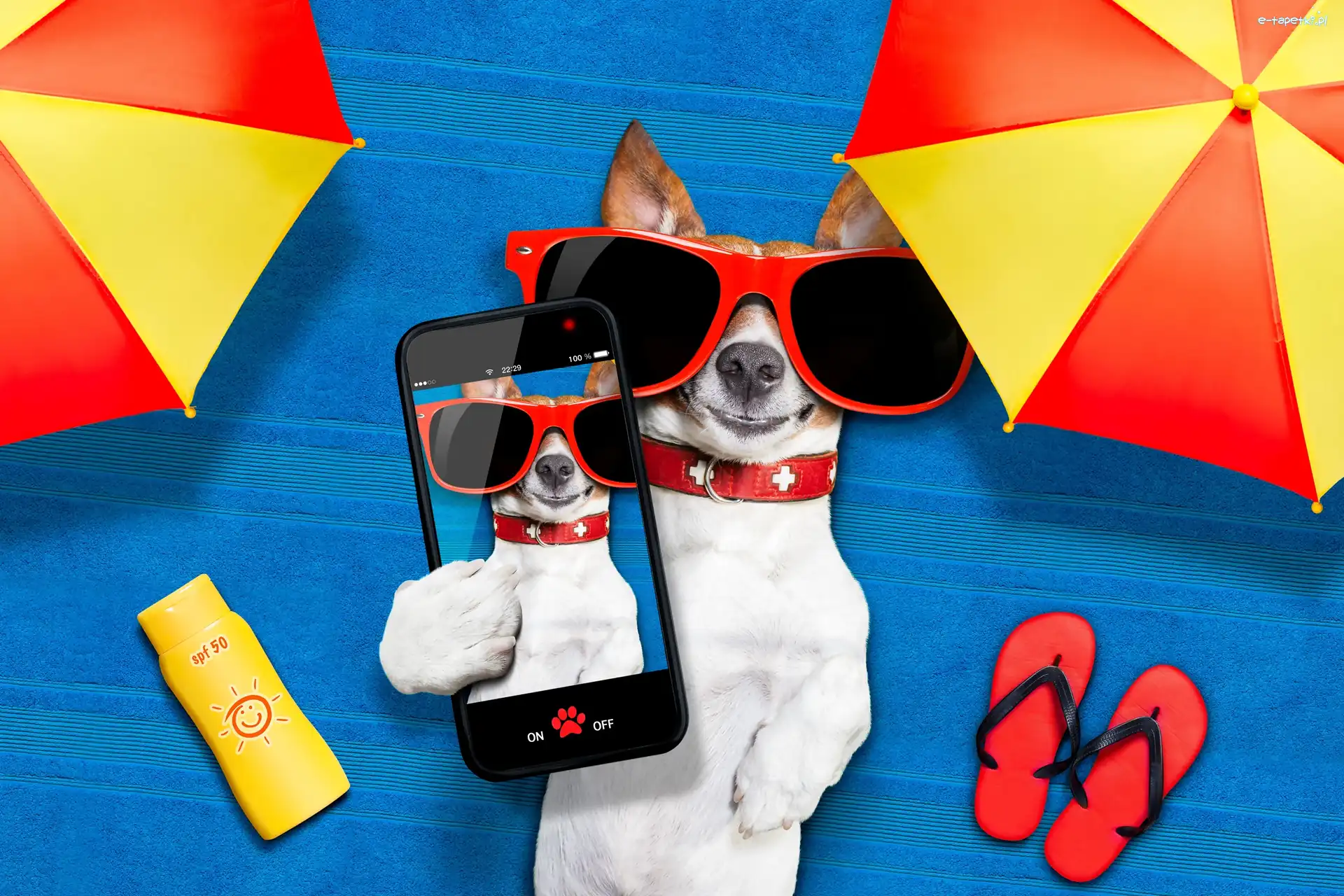 Śmieszne, Telefon, Parasole, Wakacje, Okulary, Jack Russell terrier