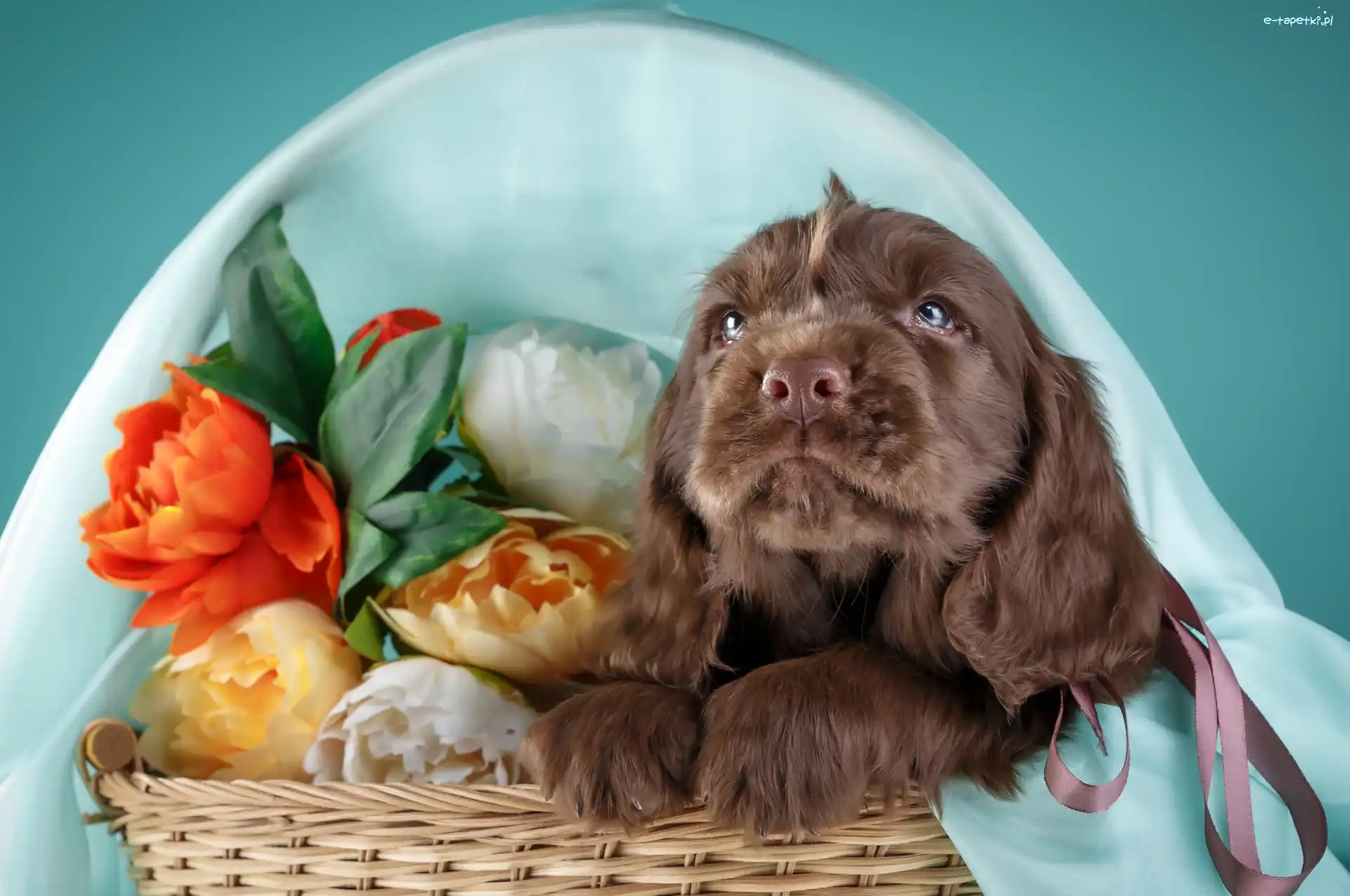Spaniel, Koszyk, Kwiaty, Szczeniak