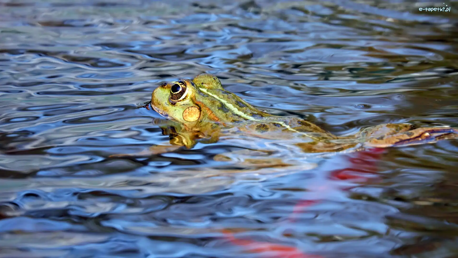 Woda, Żaba jeziorkowa, Pływająca