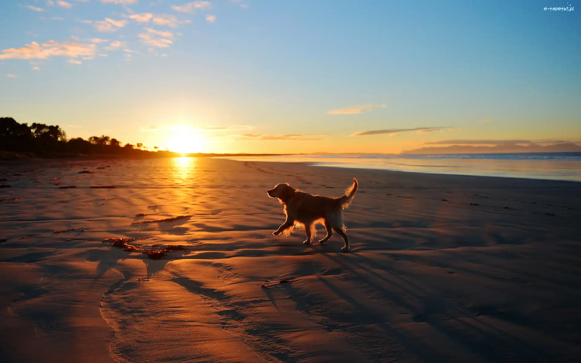 Golden Retriever, Wschód Słońca, Plaża