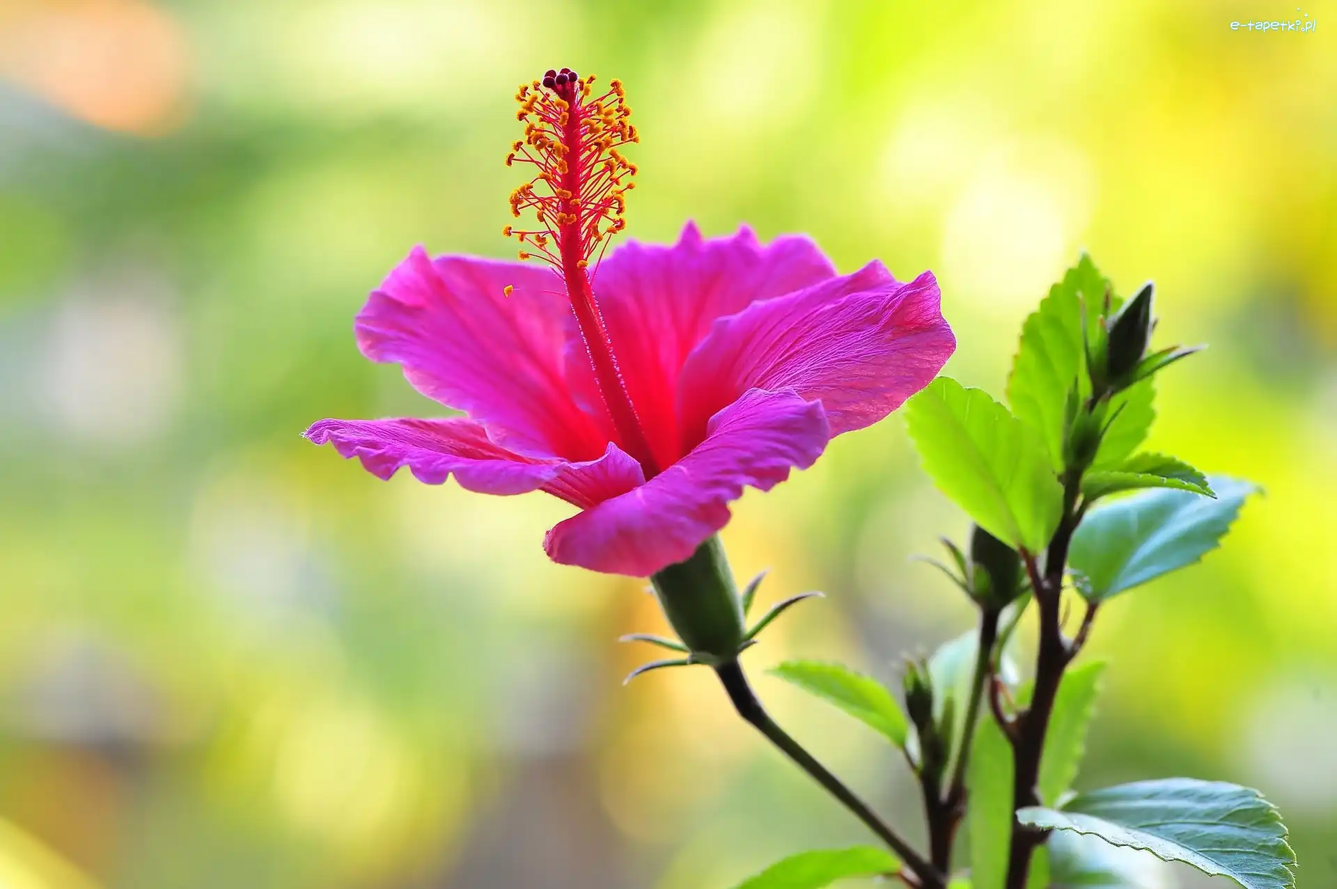 Ketmia, Hibiskus, Różowy