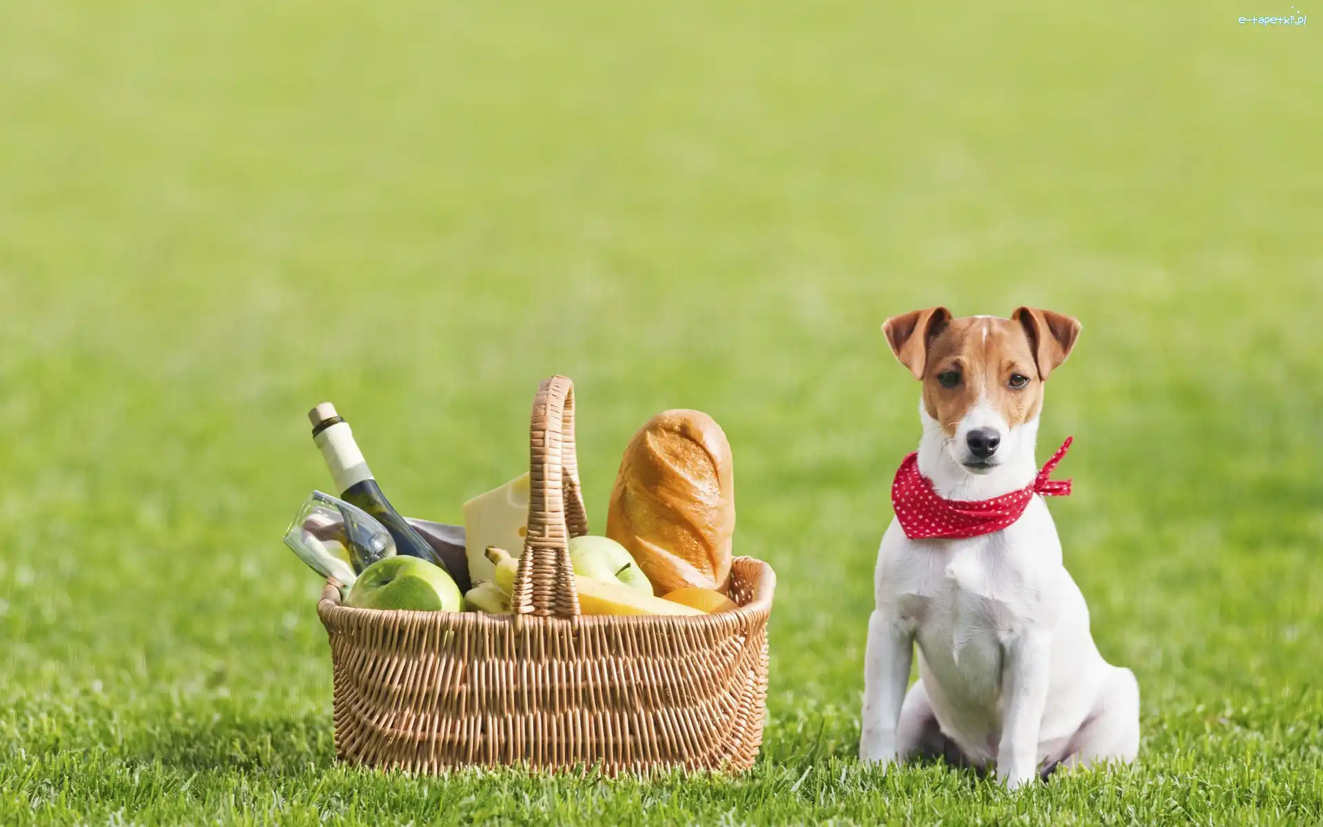 Piknik, Trawa, Koszyk, Jack Russell terrier, Pies, Jabłka, Chleb