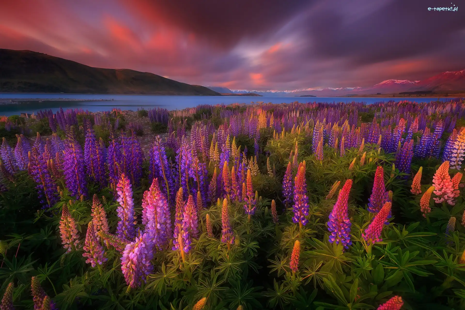 Nowa Zelandia, Kwiaty, Jezioro Tekapo, Góry, Łubin