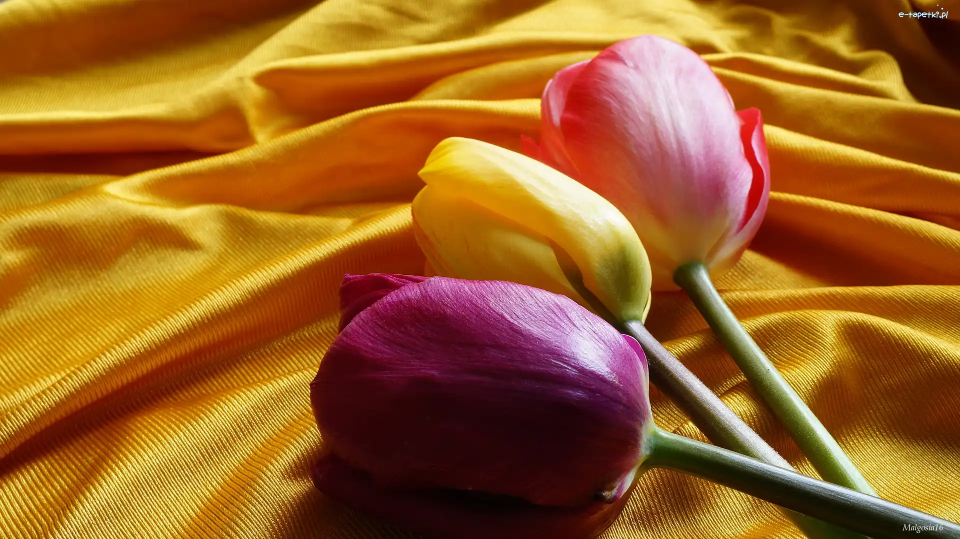 Tulipany, Materiał, Żółty, Trzy