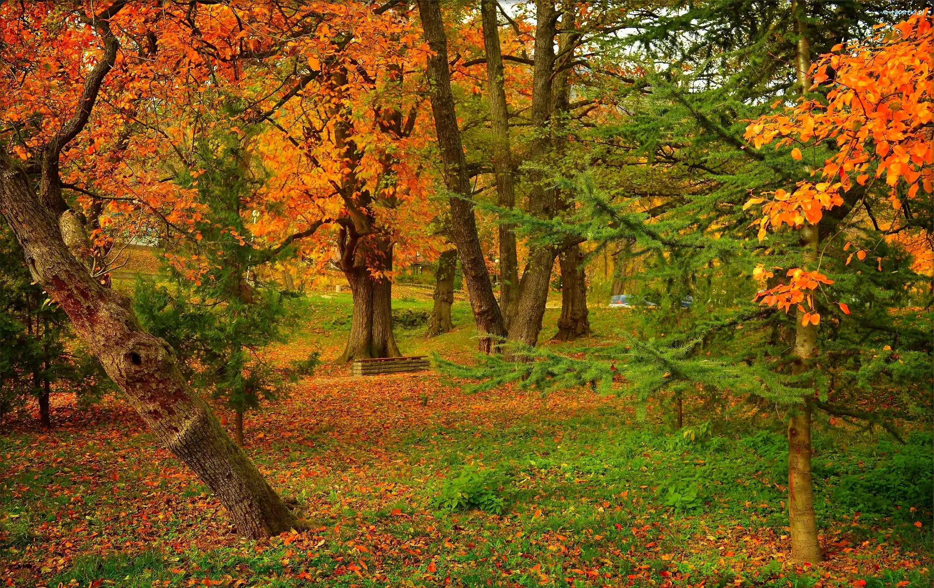 Park, Drzewa, Ławka, Jesień