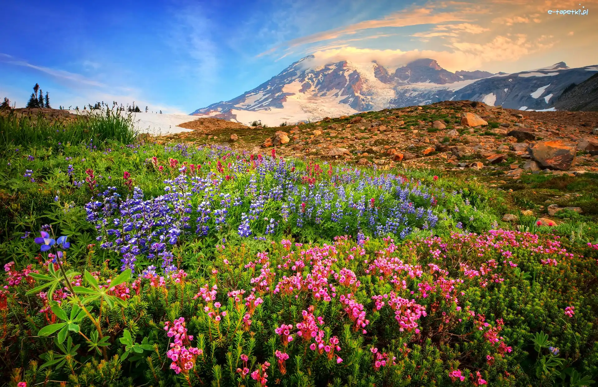 Kamienie, Stratowulkan Mount Rainier, Góry Kaskadowe, Stan Waszyngton, Stany Zjednoczone, Łąka, Kwiaty