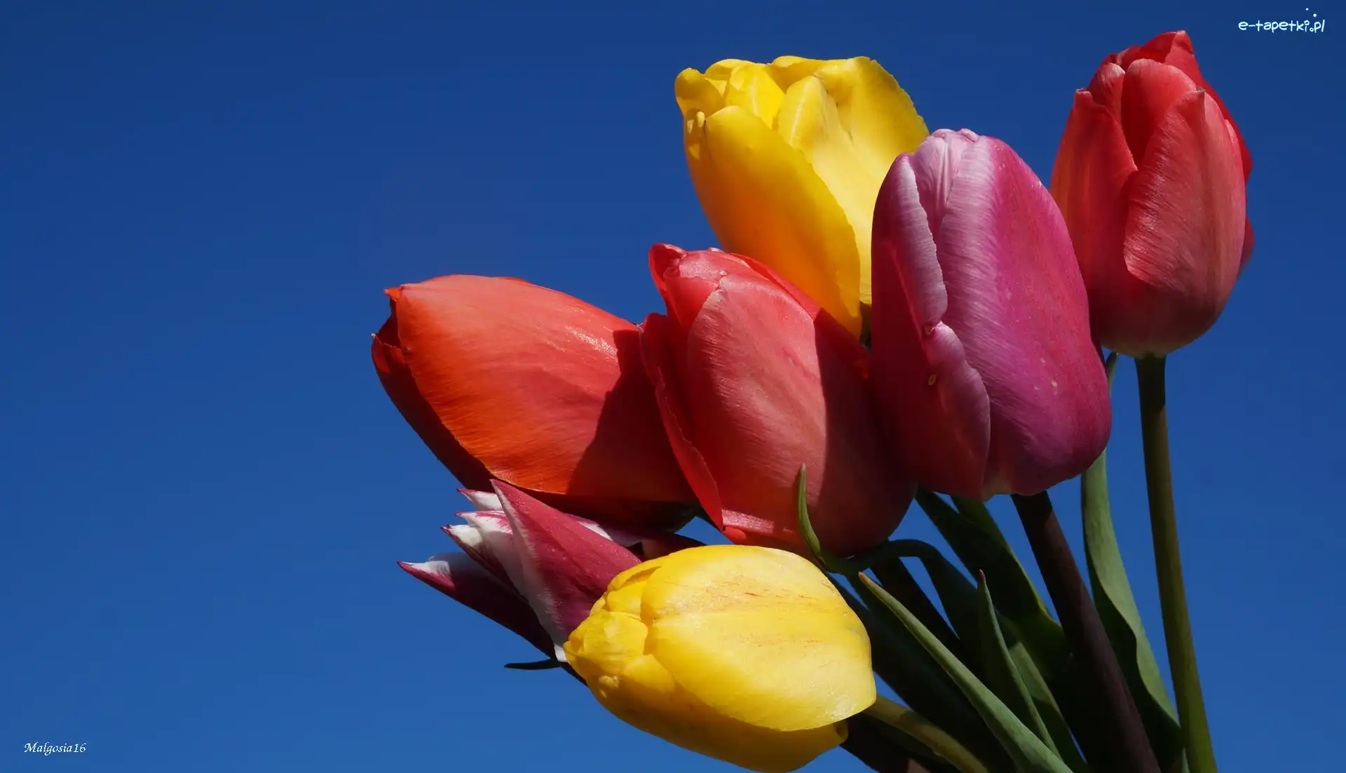 Tulipany, Niebo, Bukiet, Kolorowe
