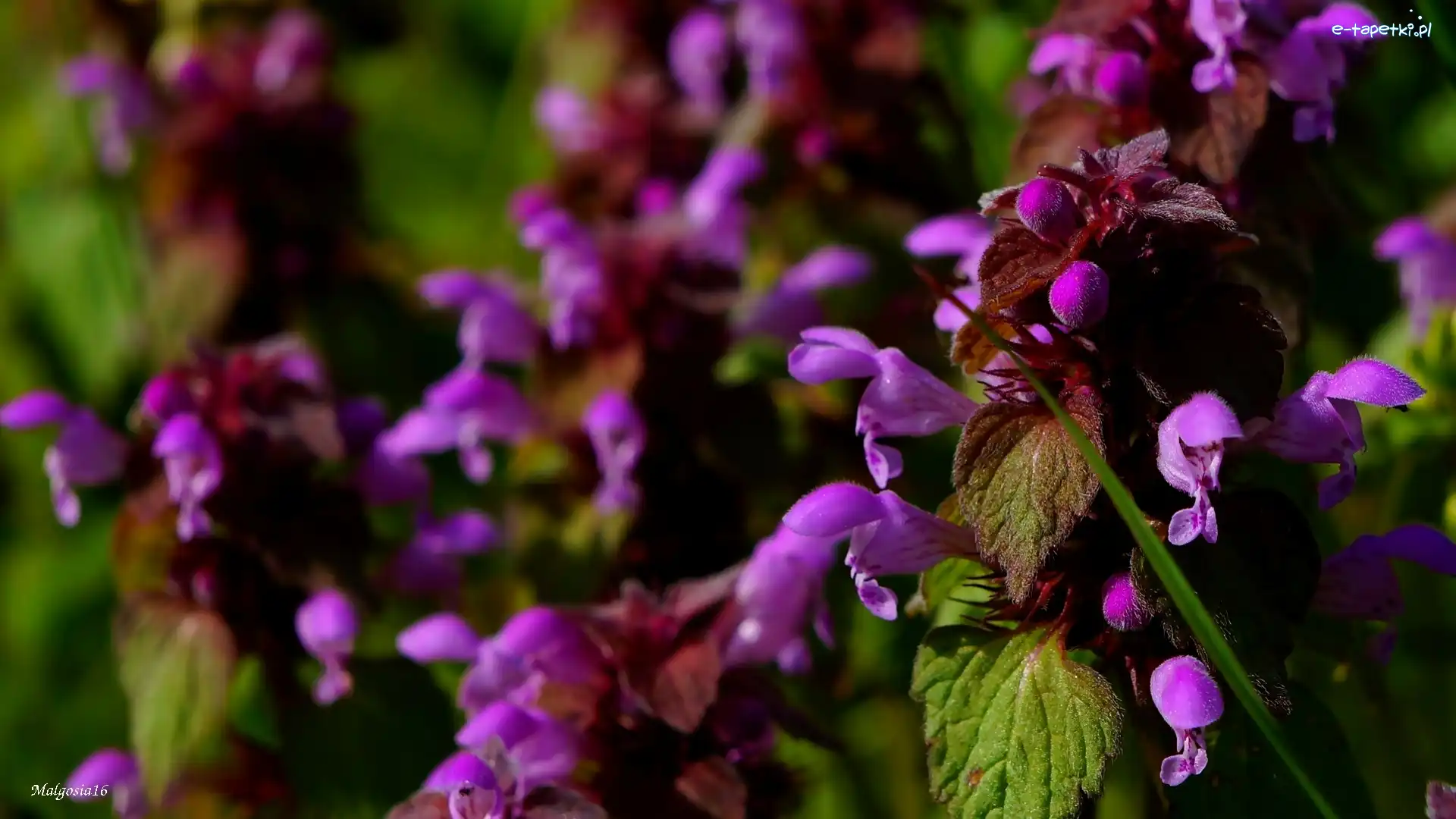 Jasnota purpurowa, Kwiaty, Fioletowe