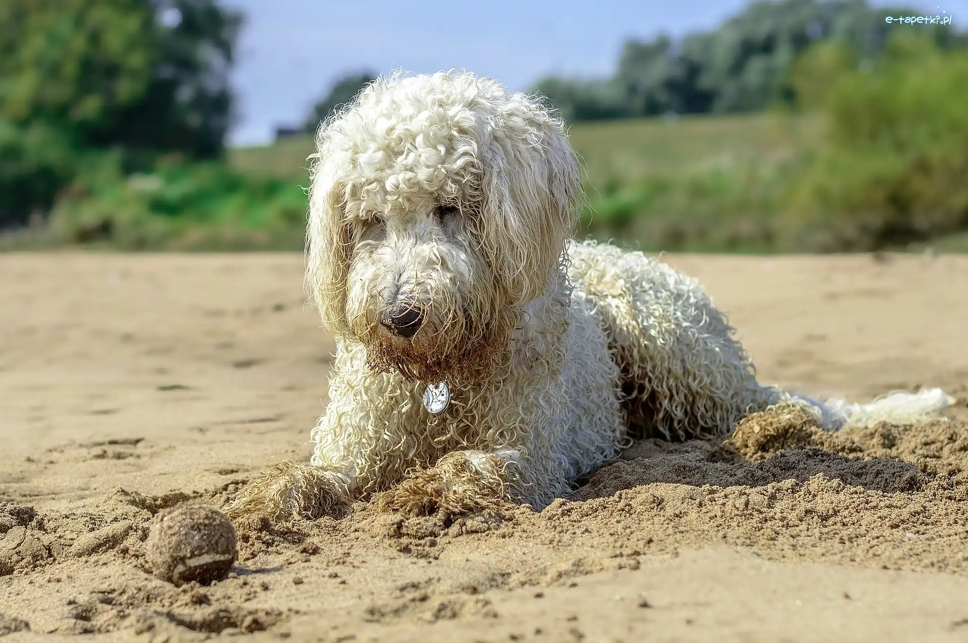 Pies, Piłeczka, Goldendoodle, Piasek, Plaża